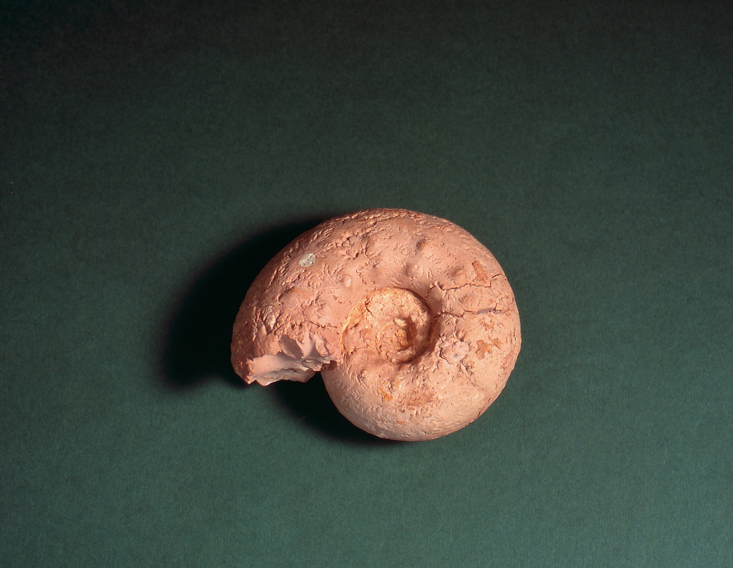 Museo de Geología