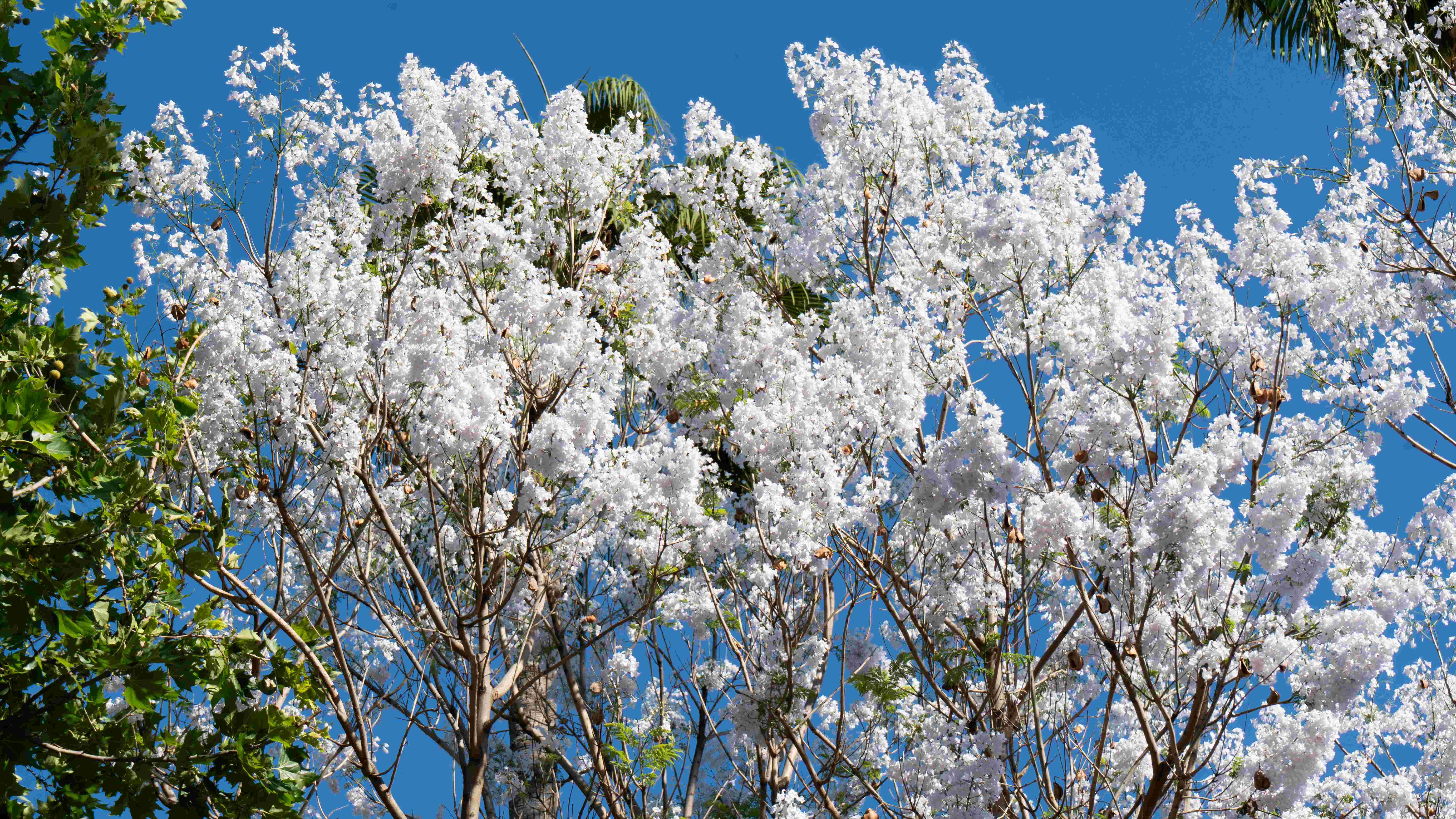 La jacaranda blanca del Rectorado florece como símbolo del patrimonio botánico de la Universidad de Sevilla - Imagen de la noticia 3