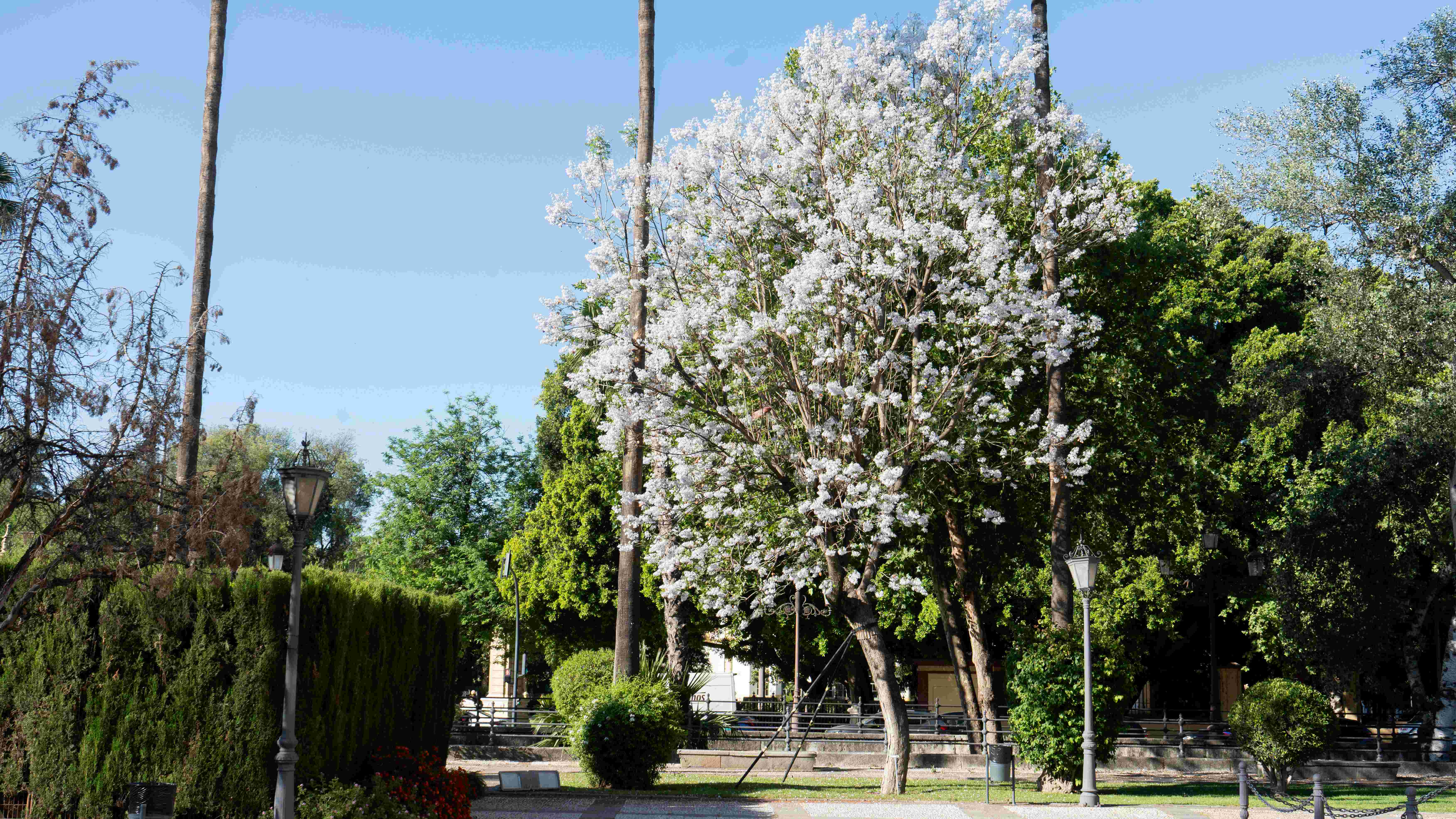 La jacaranda blanca del Rectorado florece como símbolo del patrimonio botánico de la Universidad de Sevilla - Imagen de la noticia 1