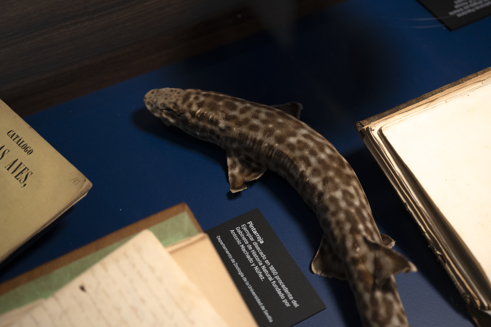 La Universidad de Sevilla colabora en la exposición «Los Machado» con un legado único - Imagen de la noticia 3