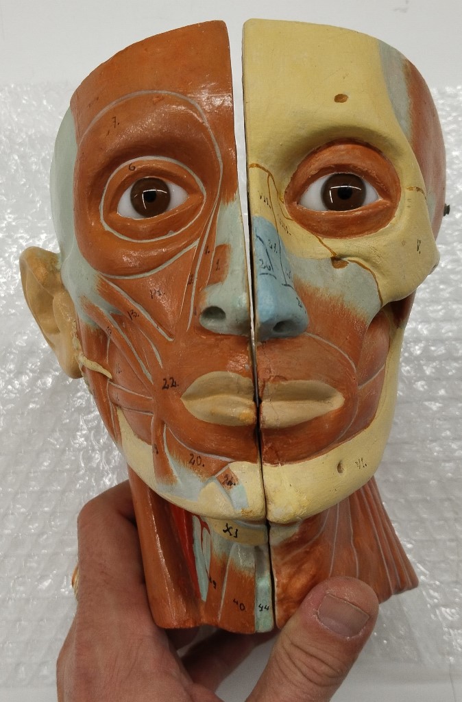 Restauración de modelos anatómicos del dep. de anatomía y embriología humana de la facultad de medicina - Imagen de la noticia 1