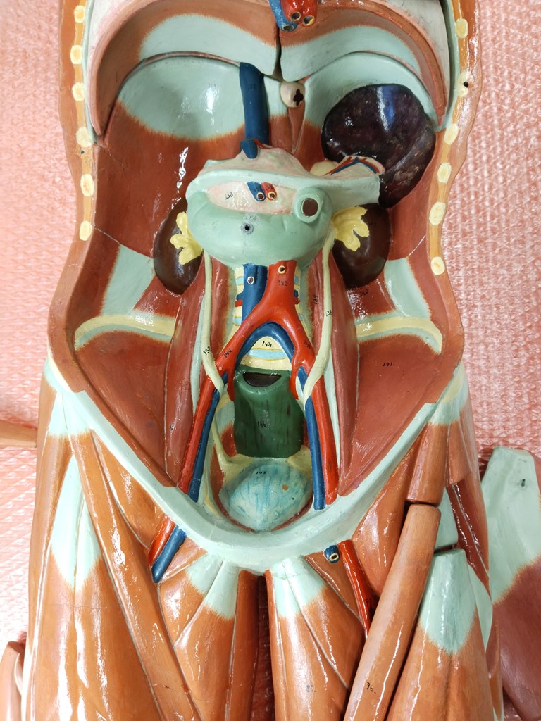 Restauración de modelos anatómicos del dep. de anatomía y embriología humana de la facultad de medicina - Imagen de la noticia 2