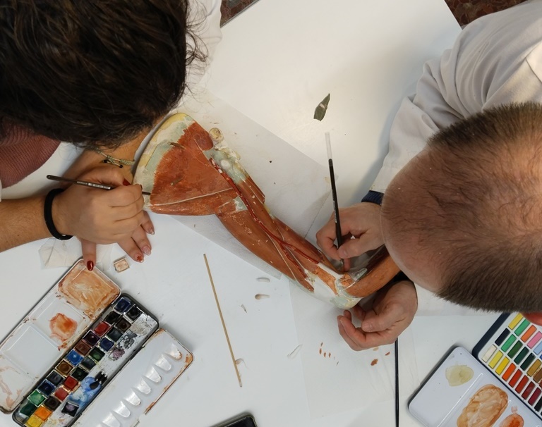 Restauración de modelos anatómicos del dep. de anatomía y embriología humana de la facultad de medicina - Imagen de la noticia 3