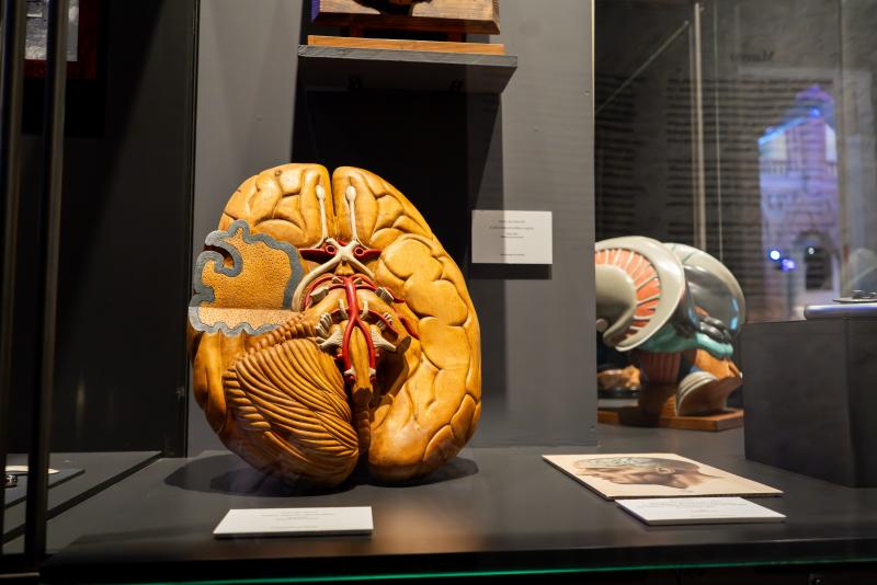 CEREBRO(S) - Imagen 4