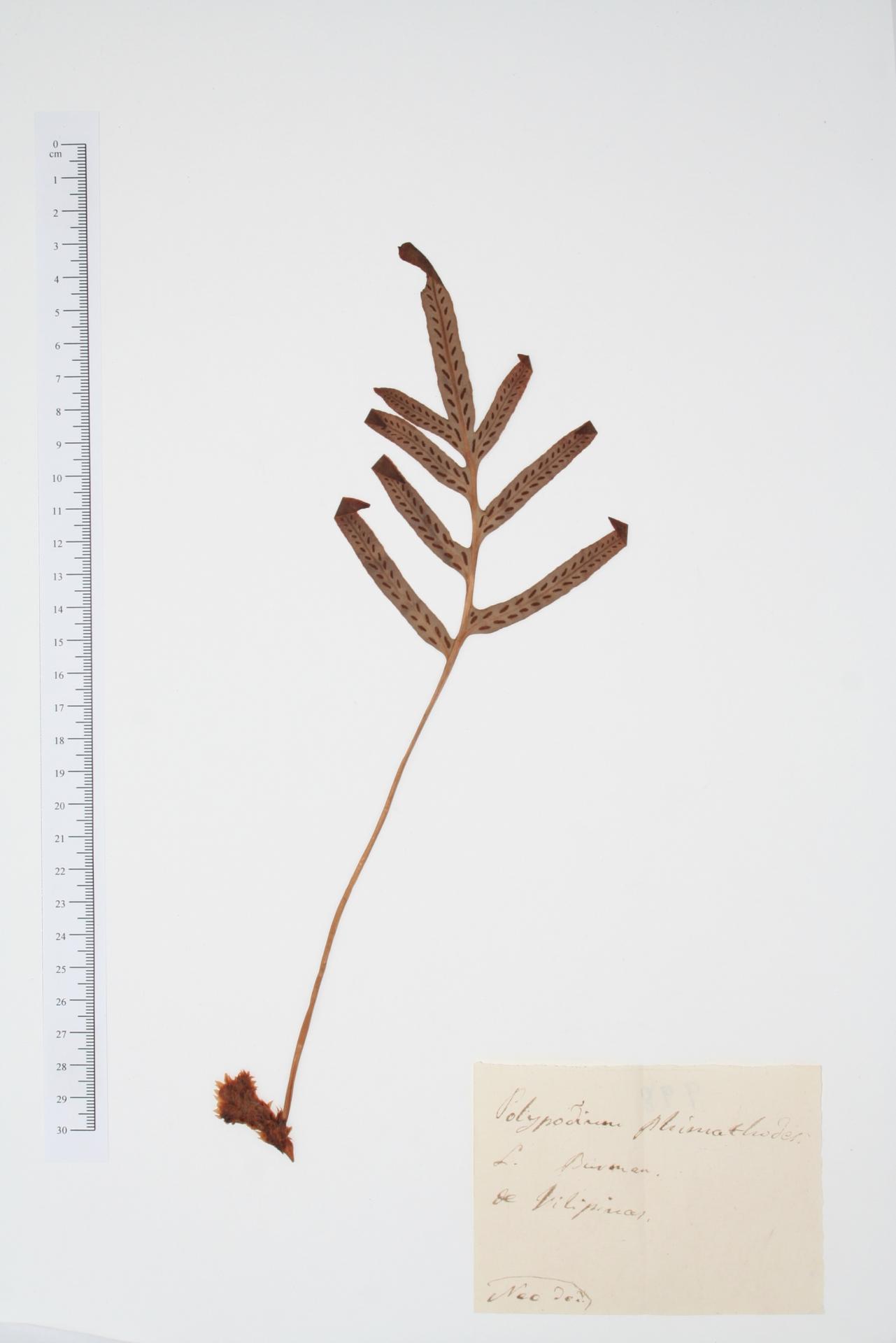 Polypodium phymatodes L.