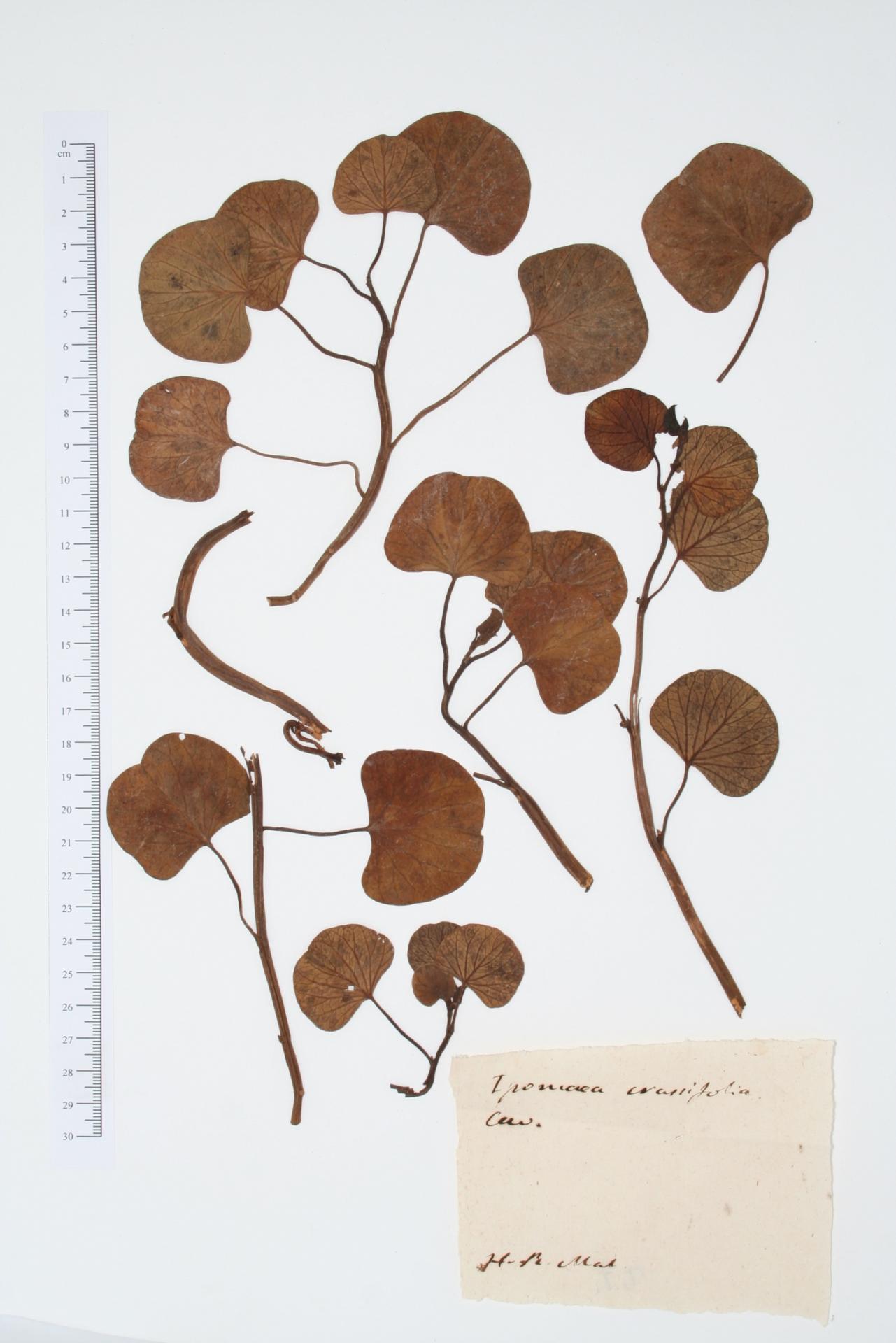 Ipomoea crassifolia Cav.