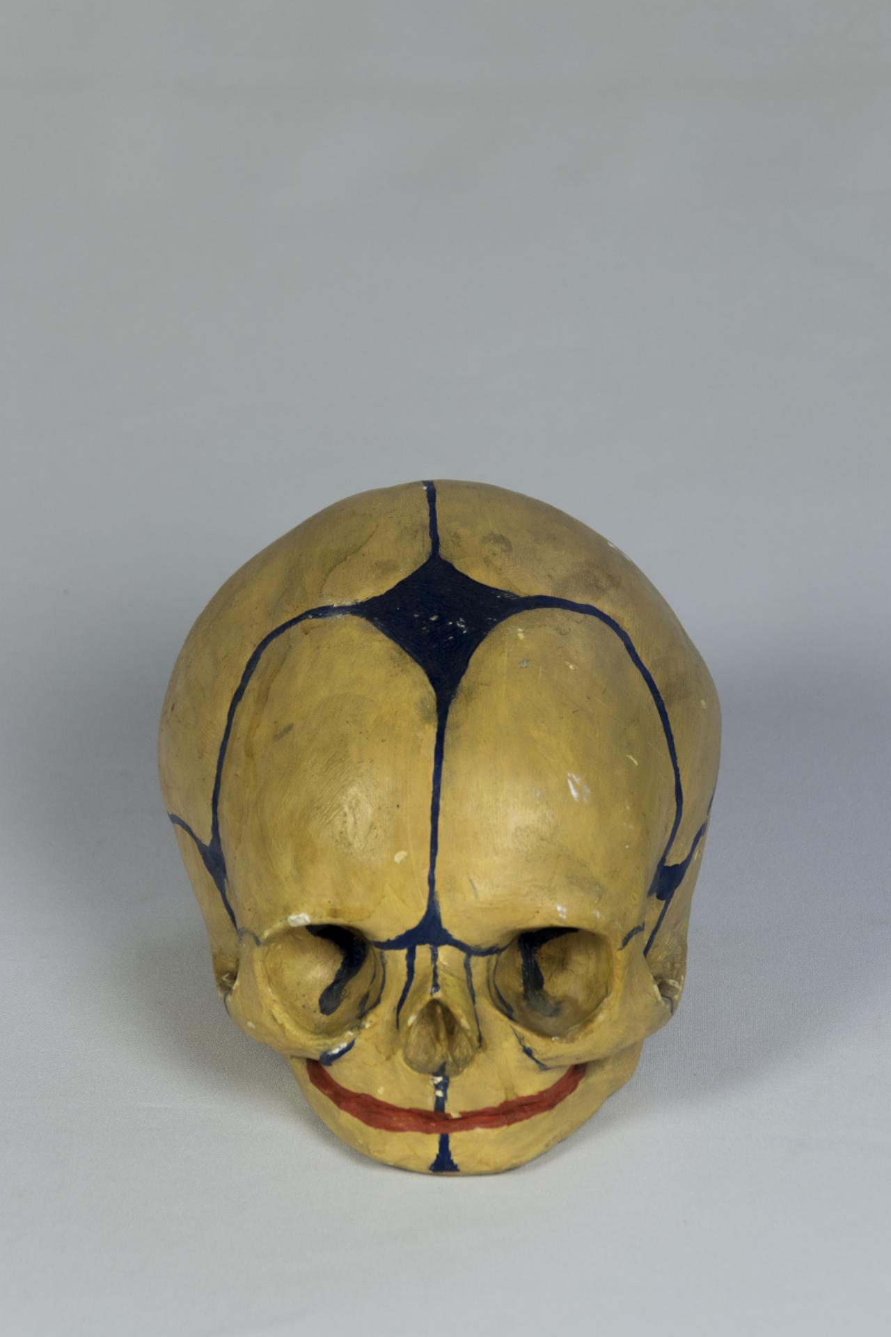 Cráneo fetal