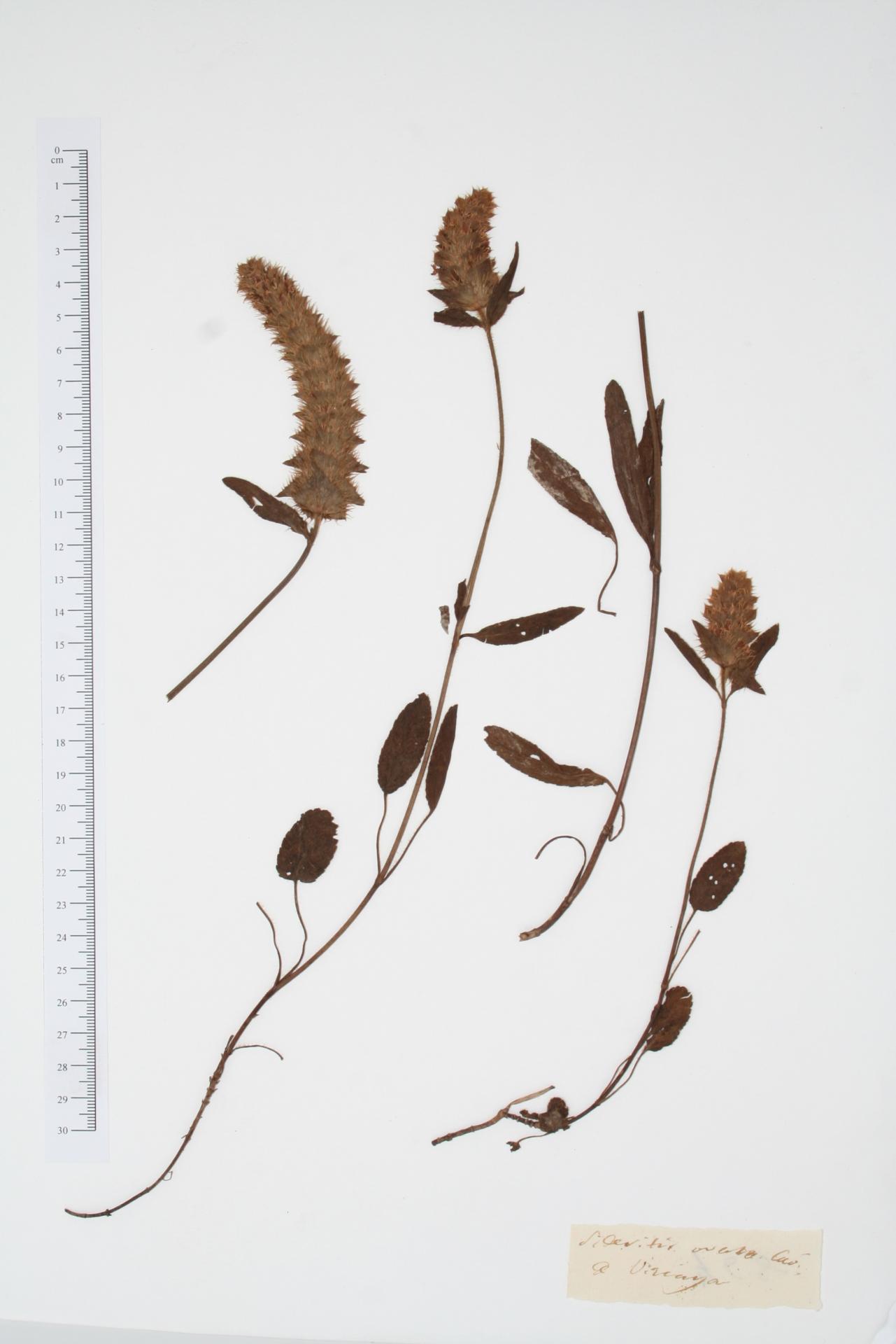Sideritis ovata Cav.