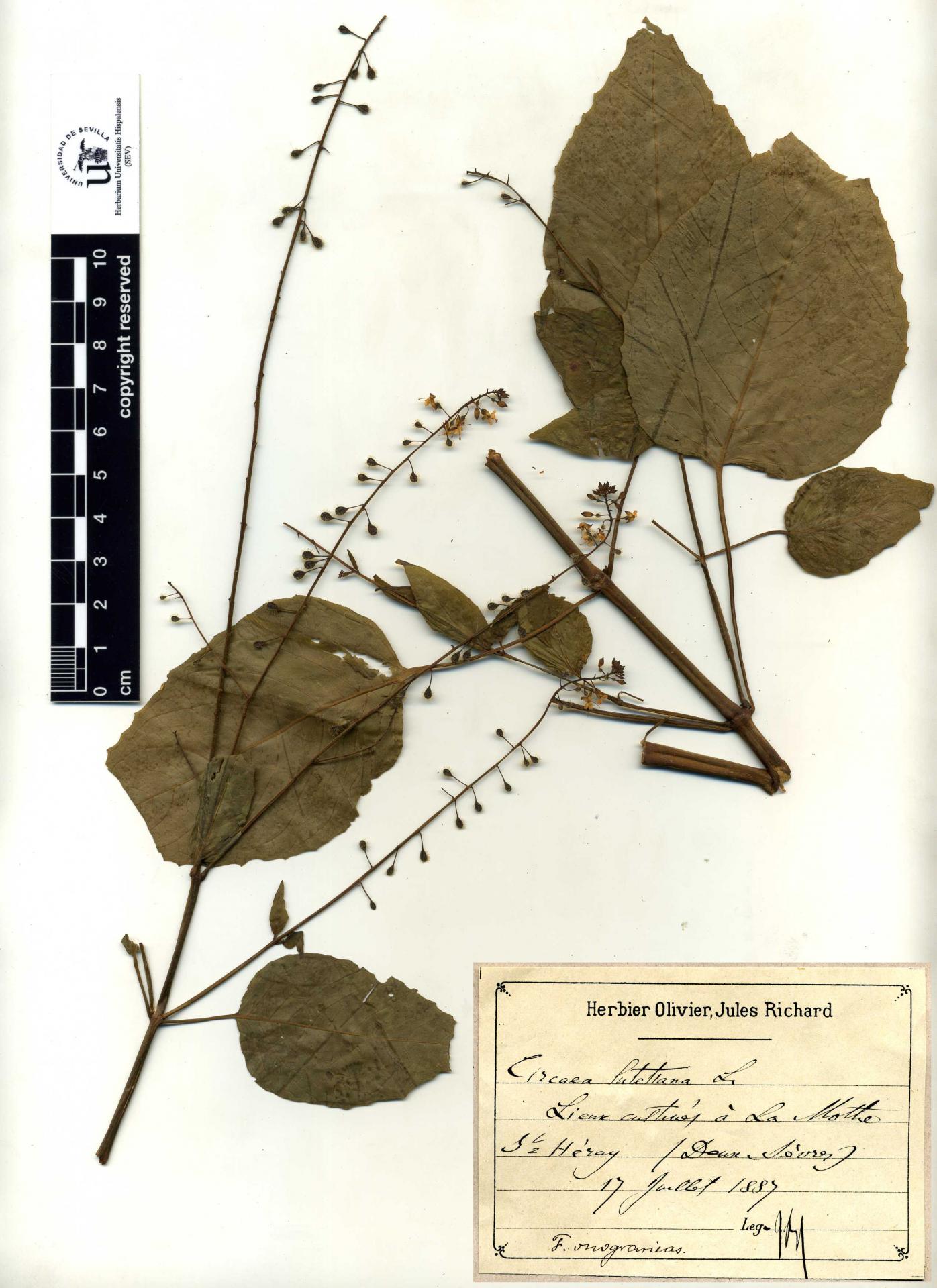 Circaea lutetiana L.