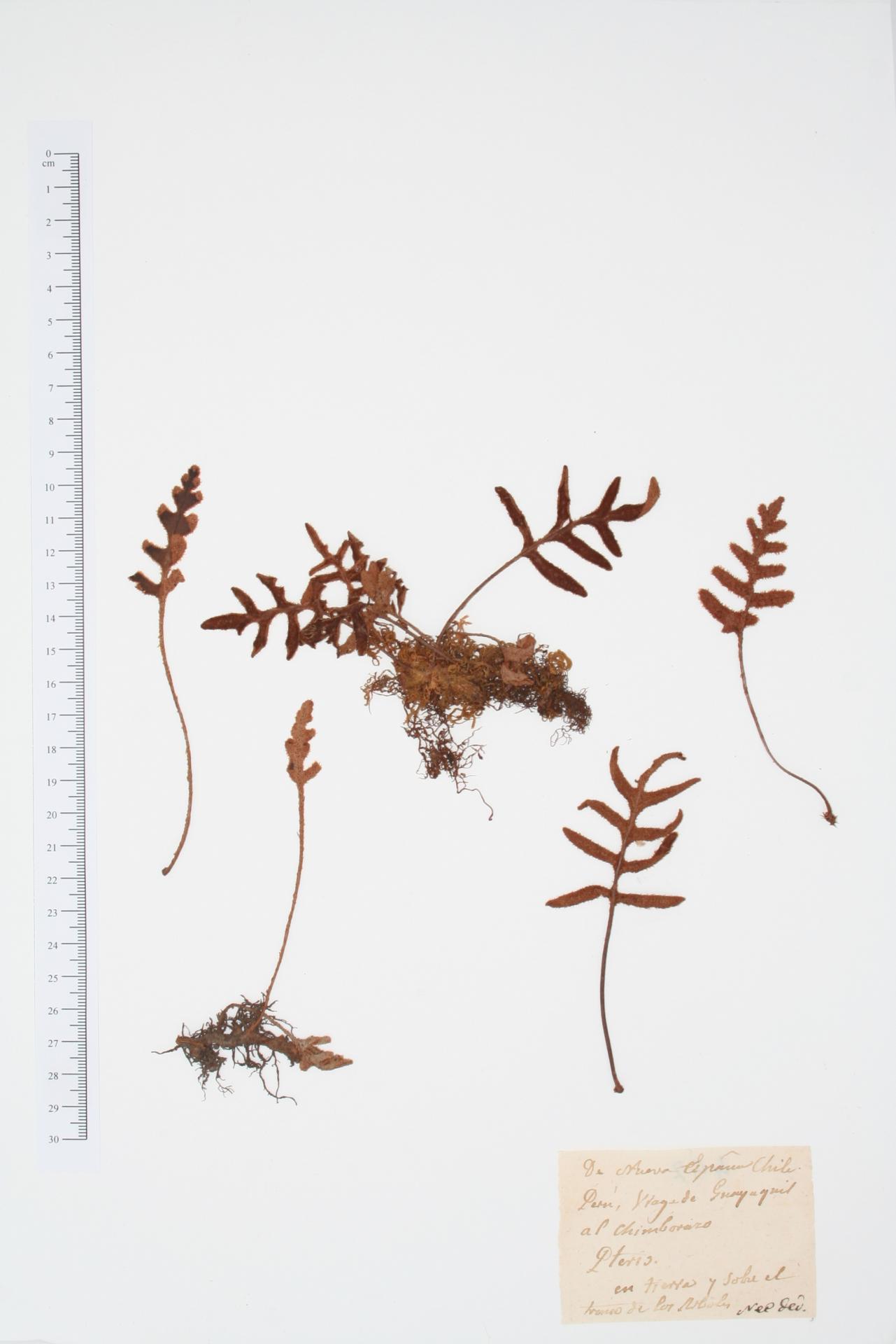 Pteris ssp.