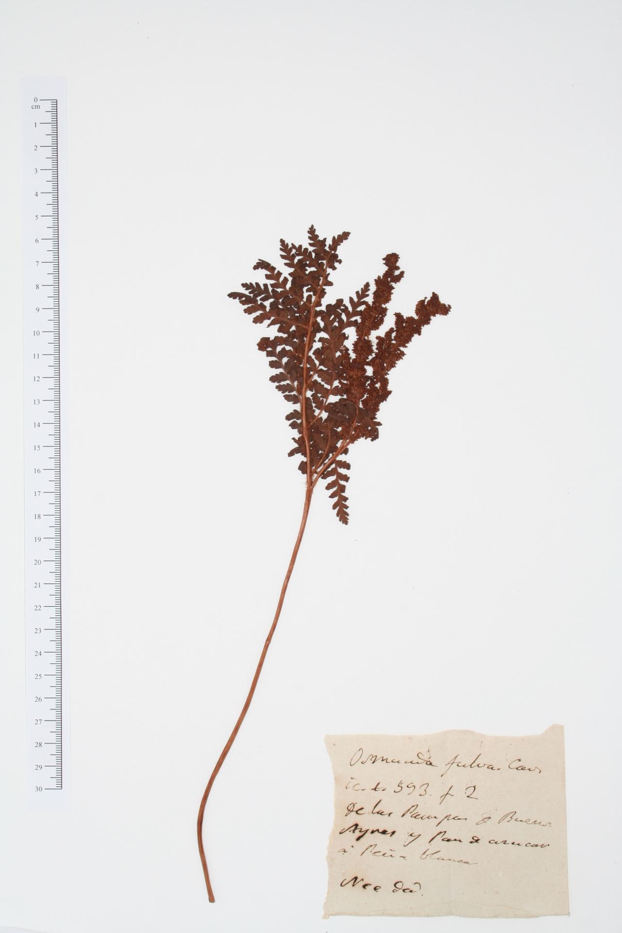 Osmunda fulva Cav.