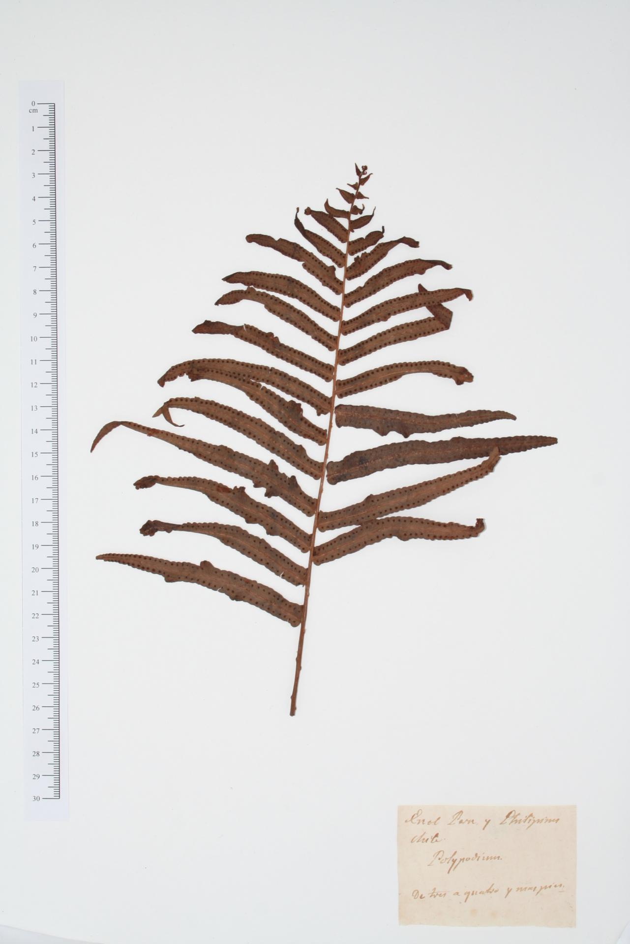 Polypodium ssp.