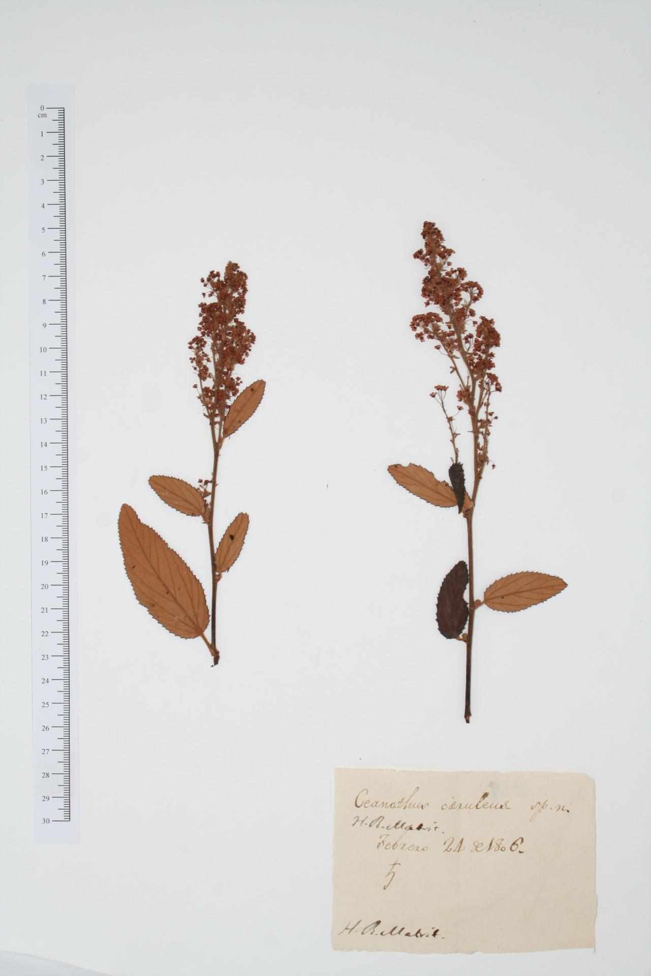 Ceanothus caeruleus Lag.