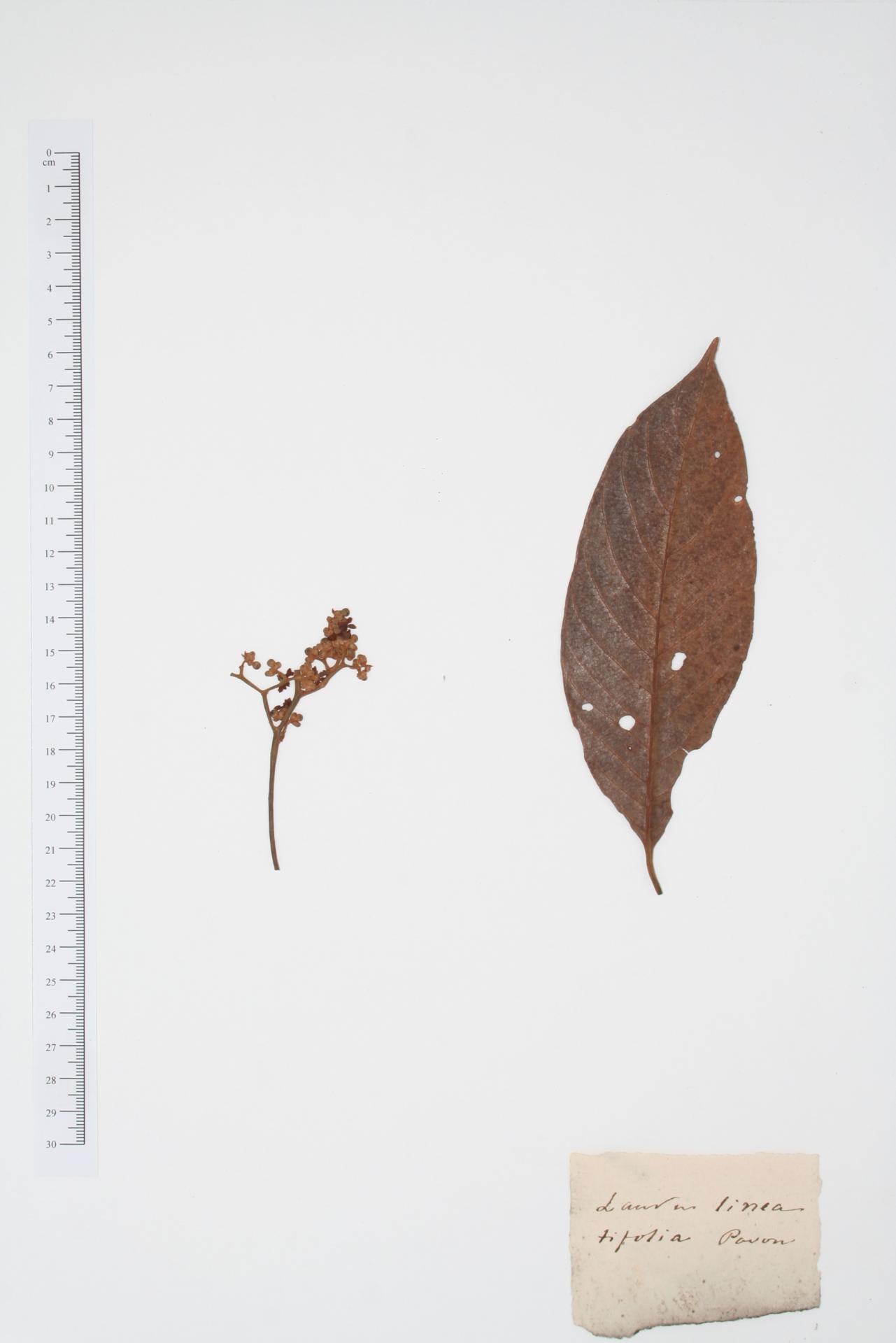 Laurus lineatifolia Ruiz & Pav.