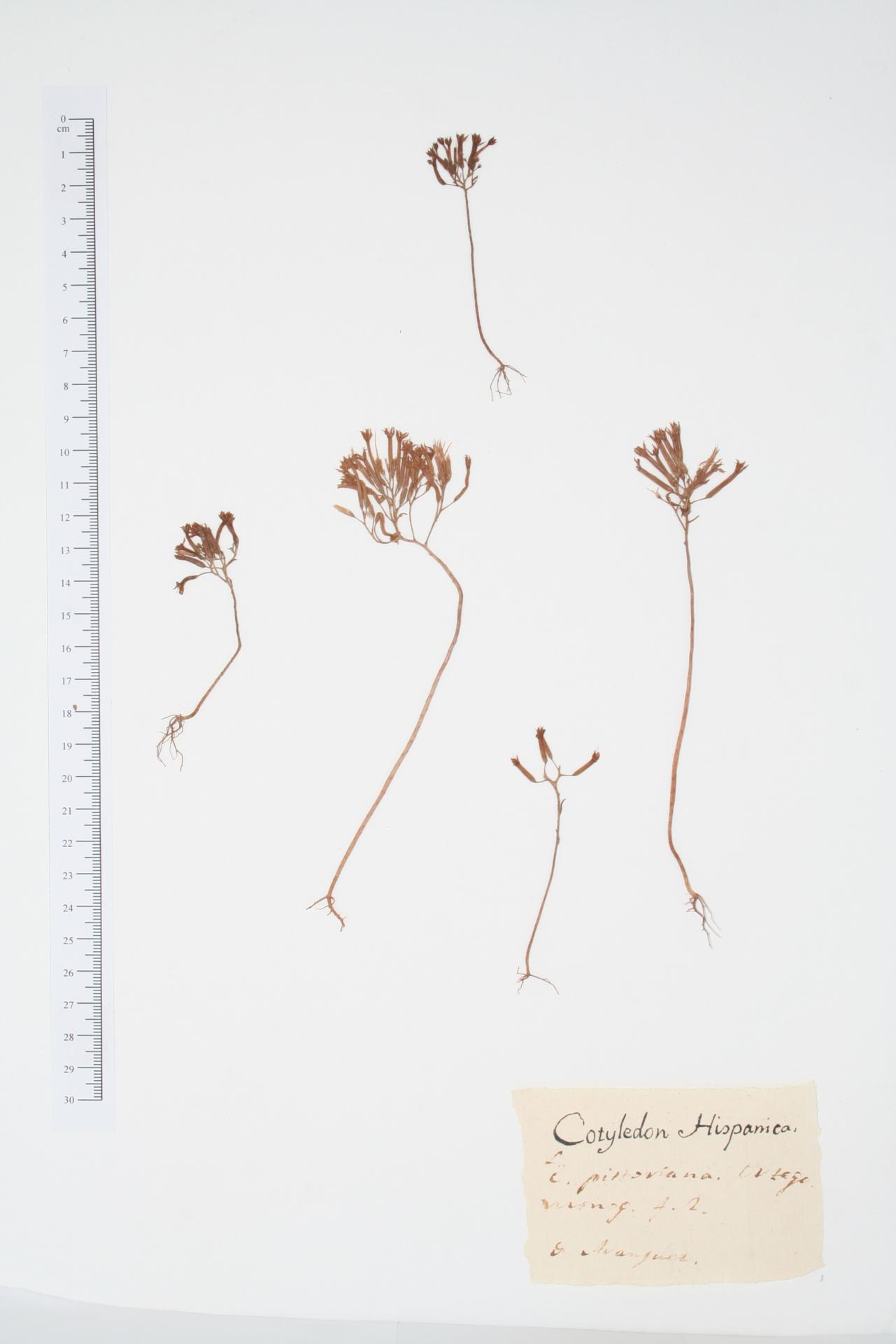 Cotyledon hispanica L.