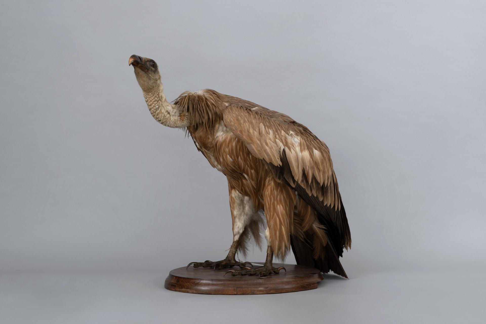 Gyps fulvus