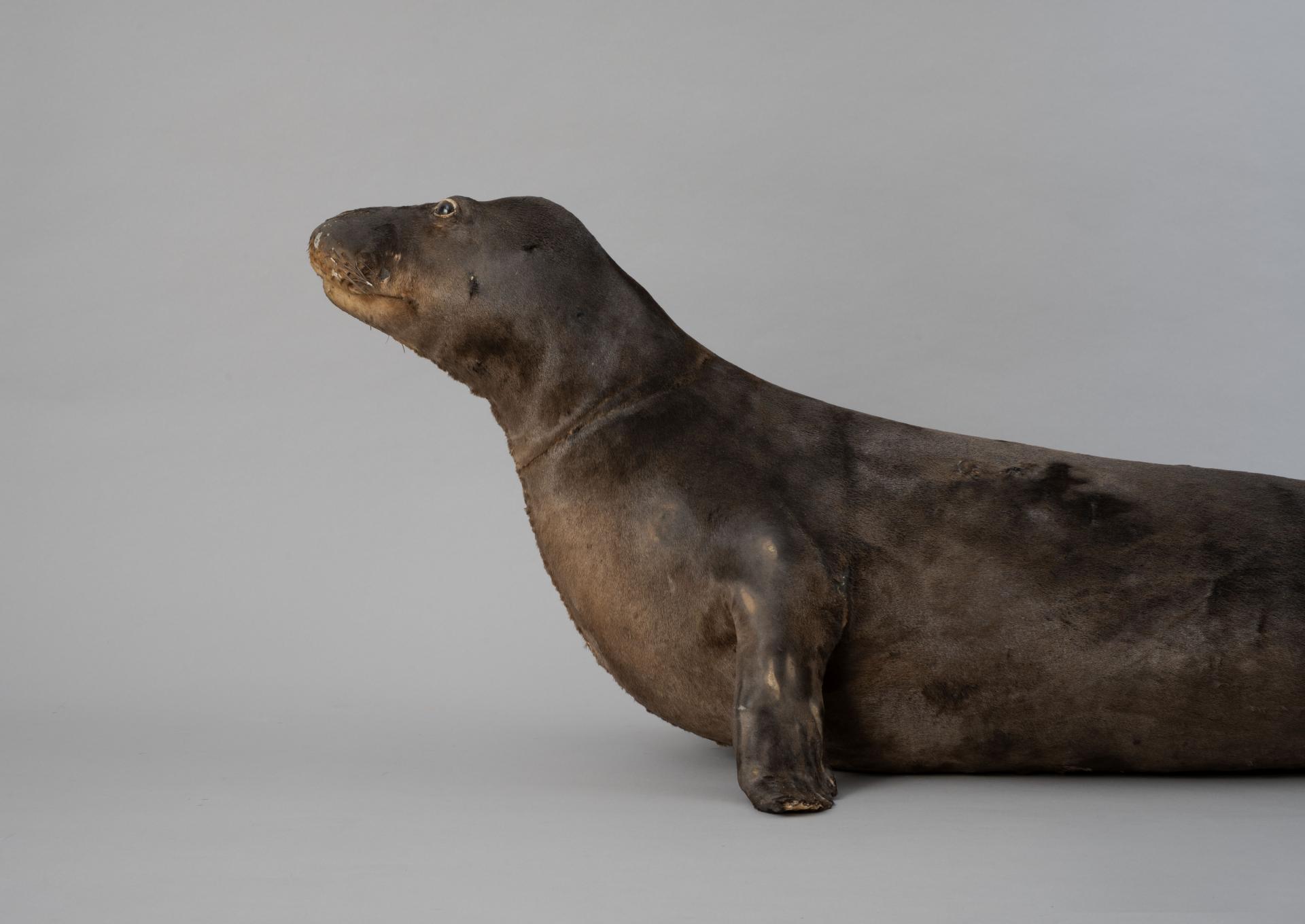Phoca vitulina