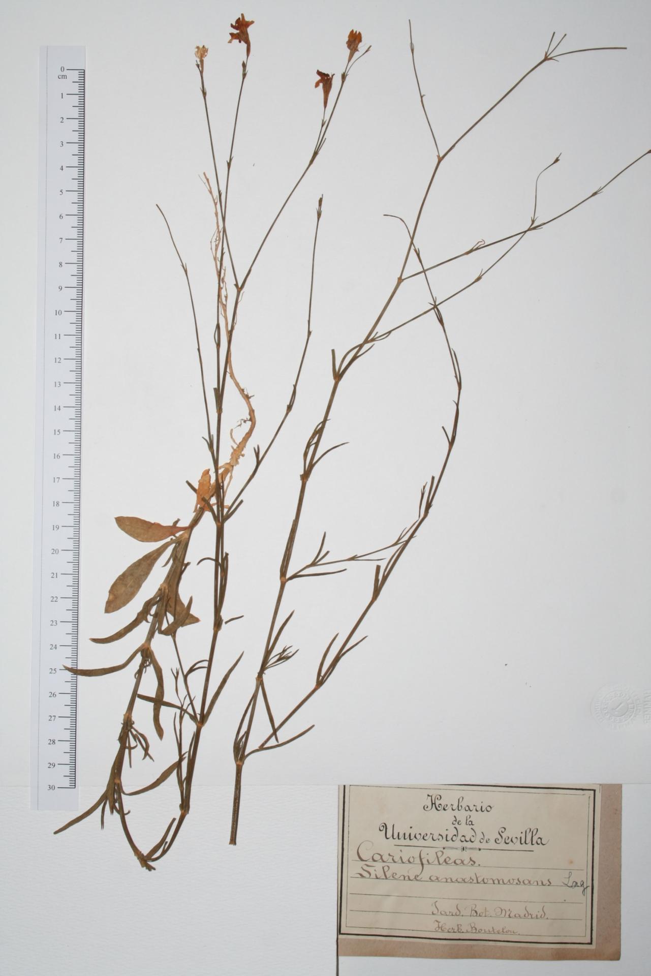 Silene anastomosans Lag.