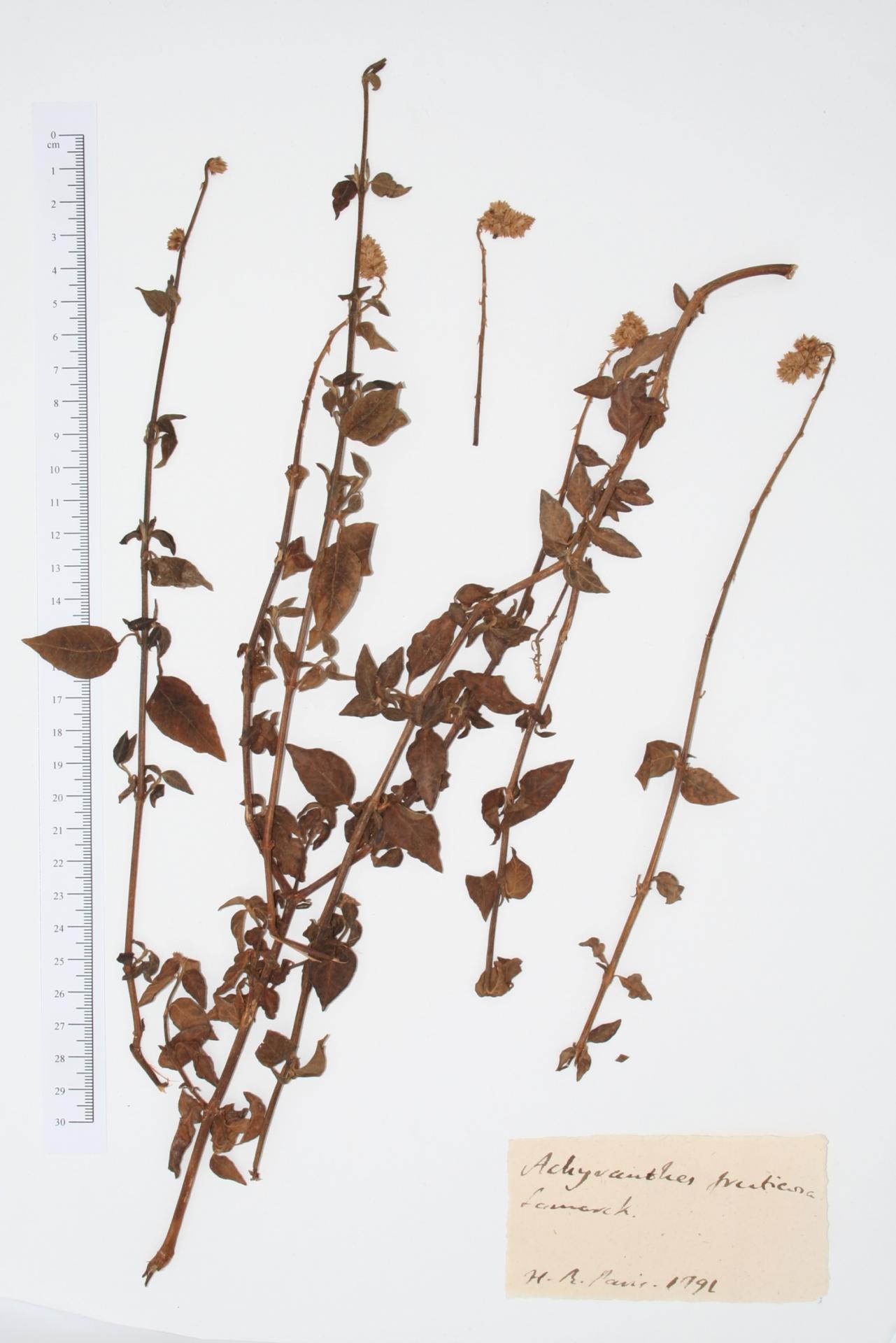 Achyranthes fruticosa Lam.