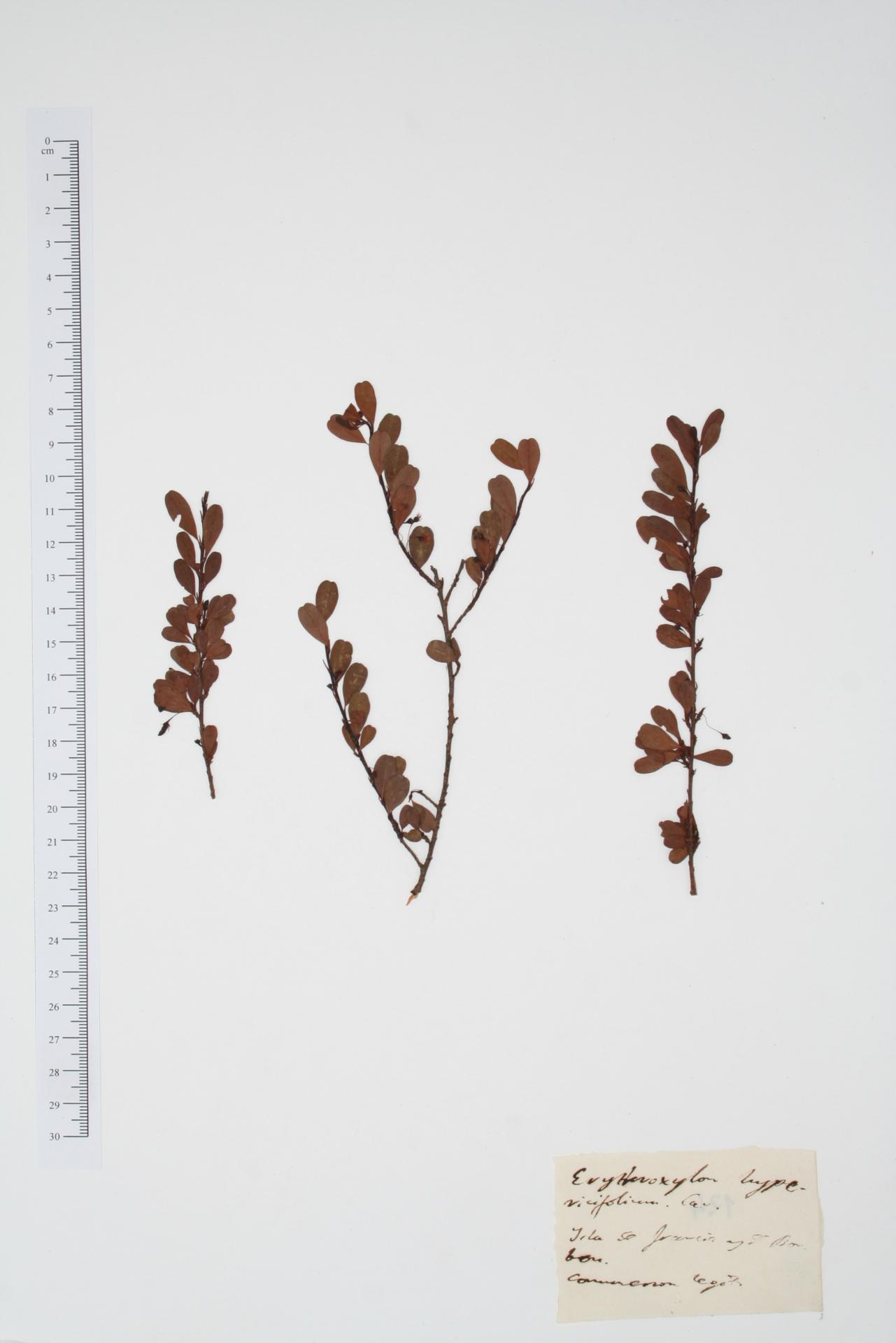 Erythroxylum hypericifolium Lam.