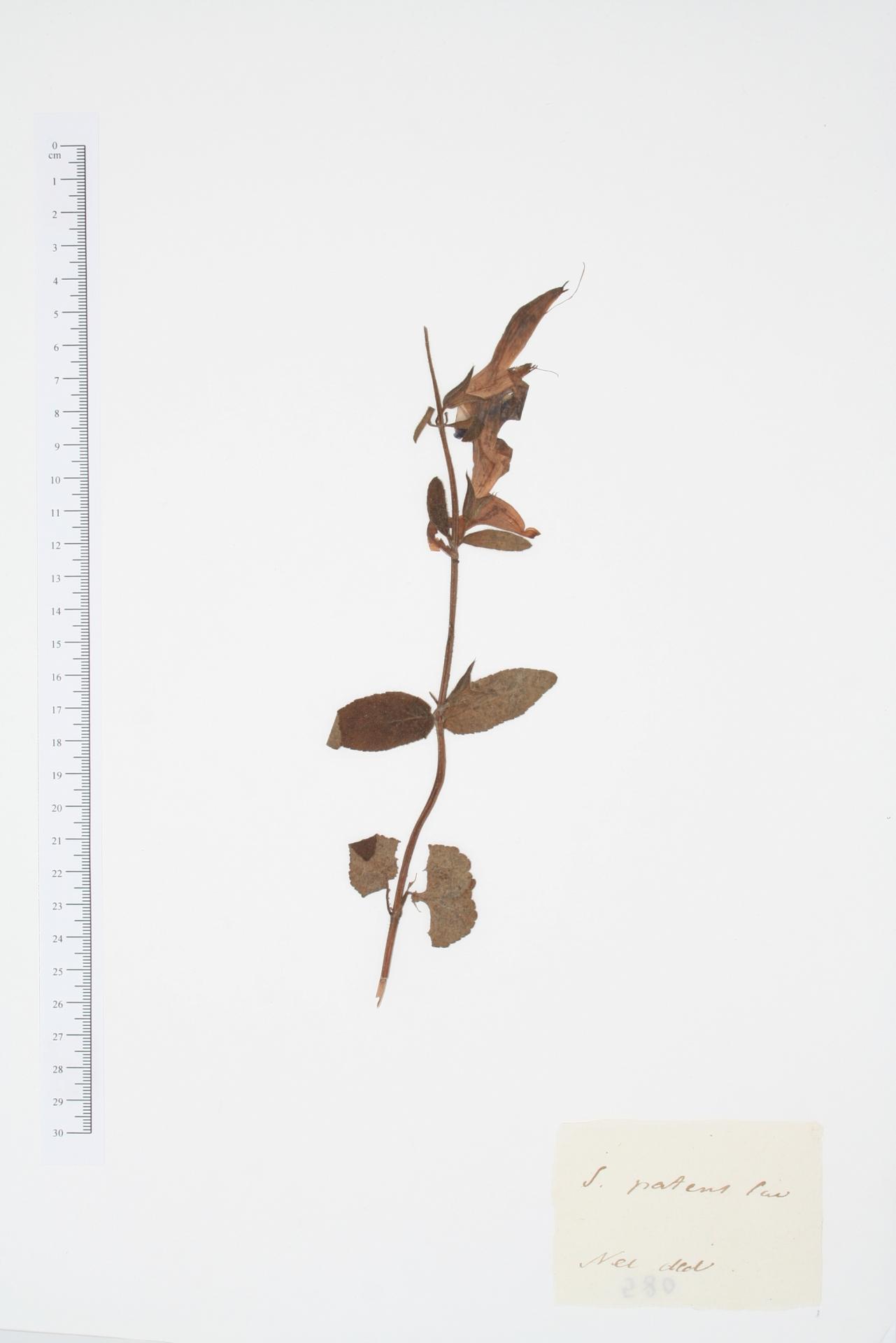 Salvia patens Cav.