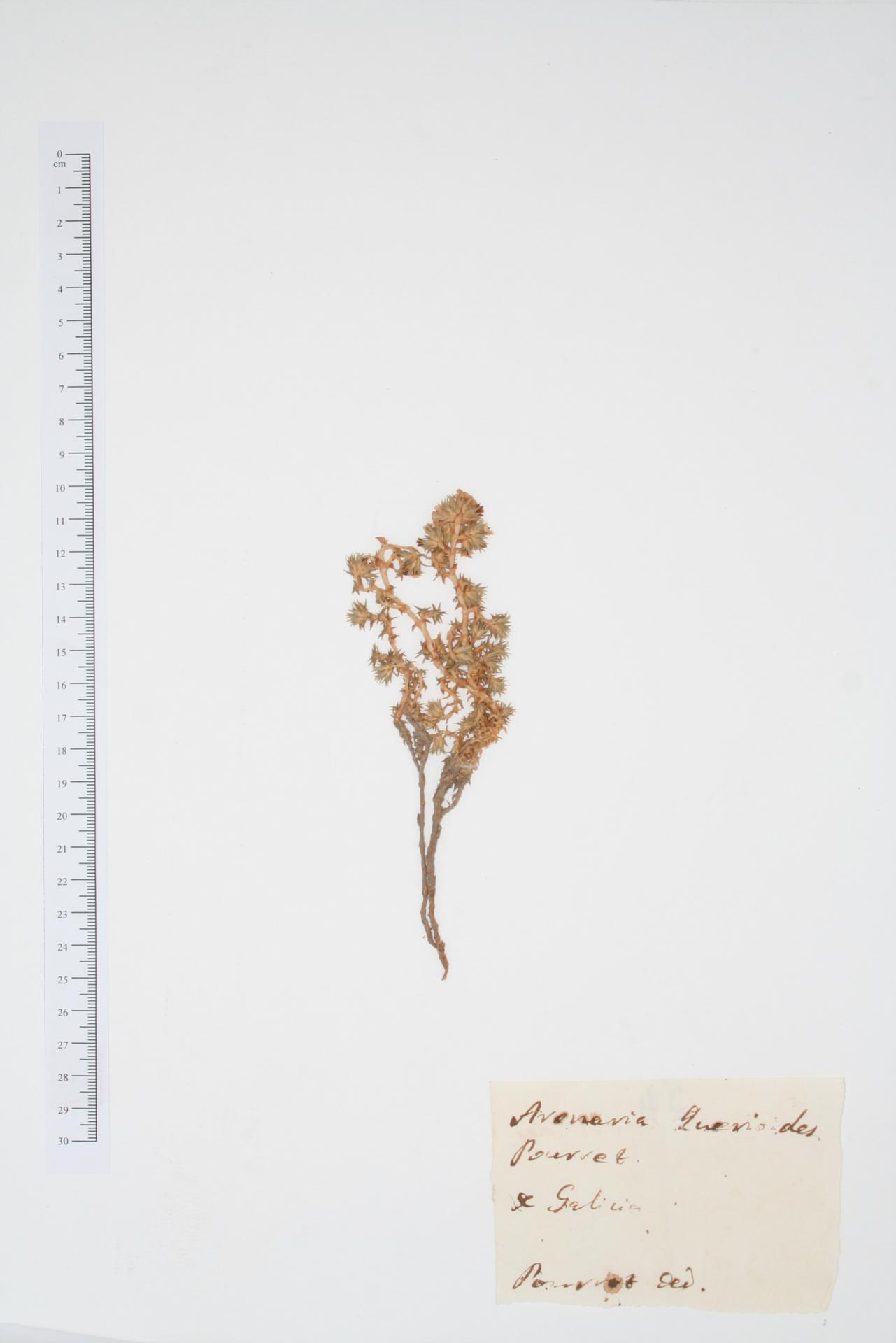 Arenaria queroides Pourr. ex Willk.