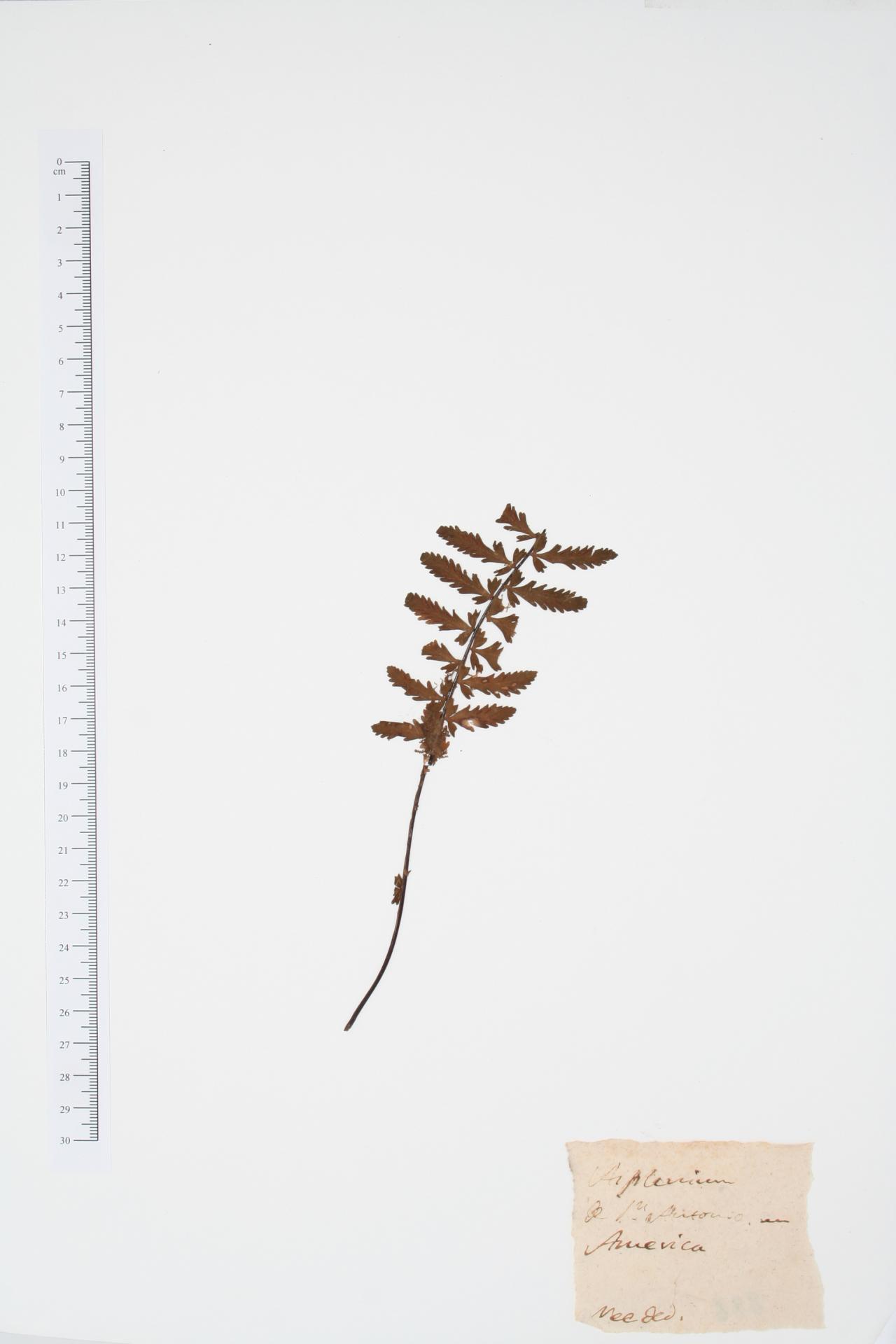 Asplenium ssp.