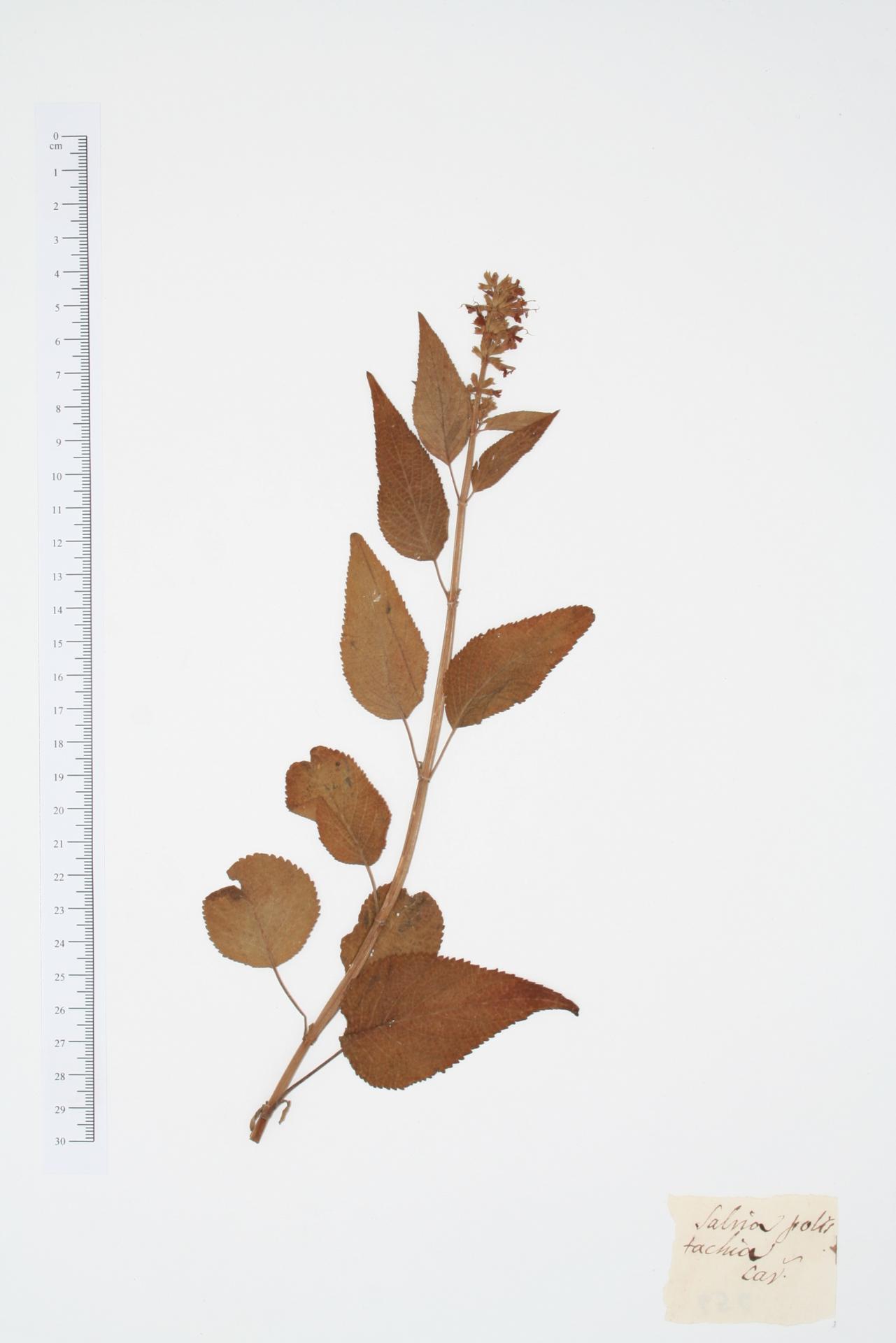 Salvia polystachia Cav.