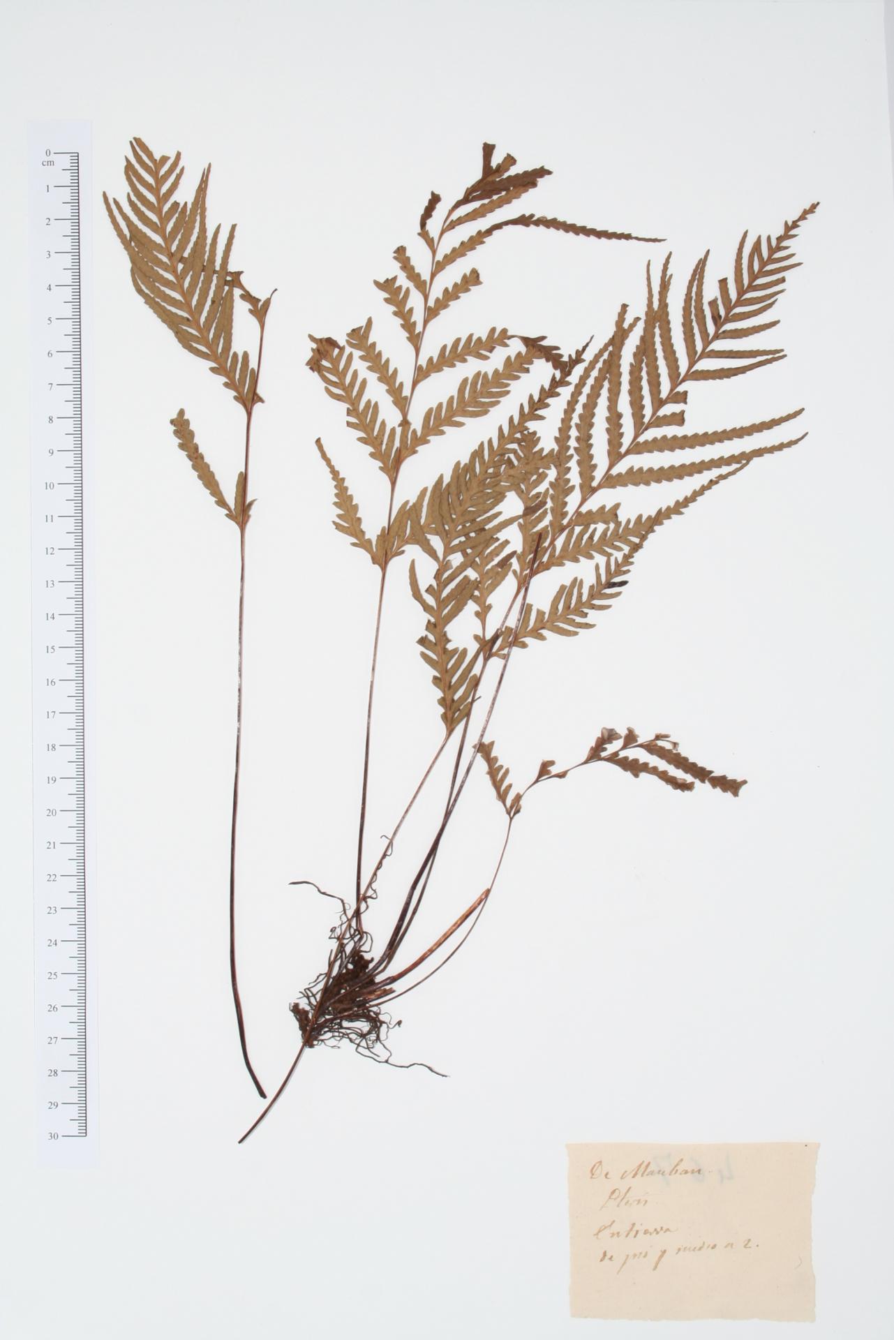Pteris ssp.