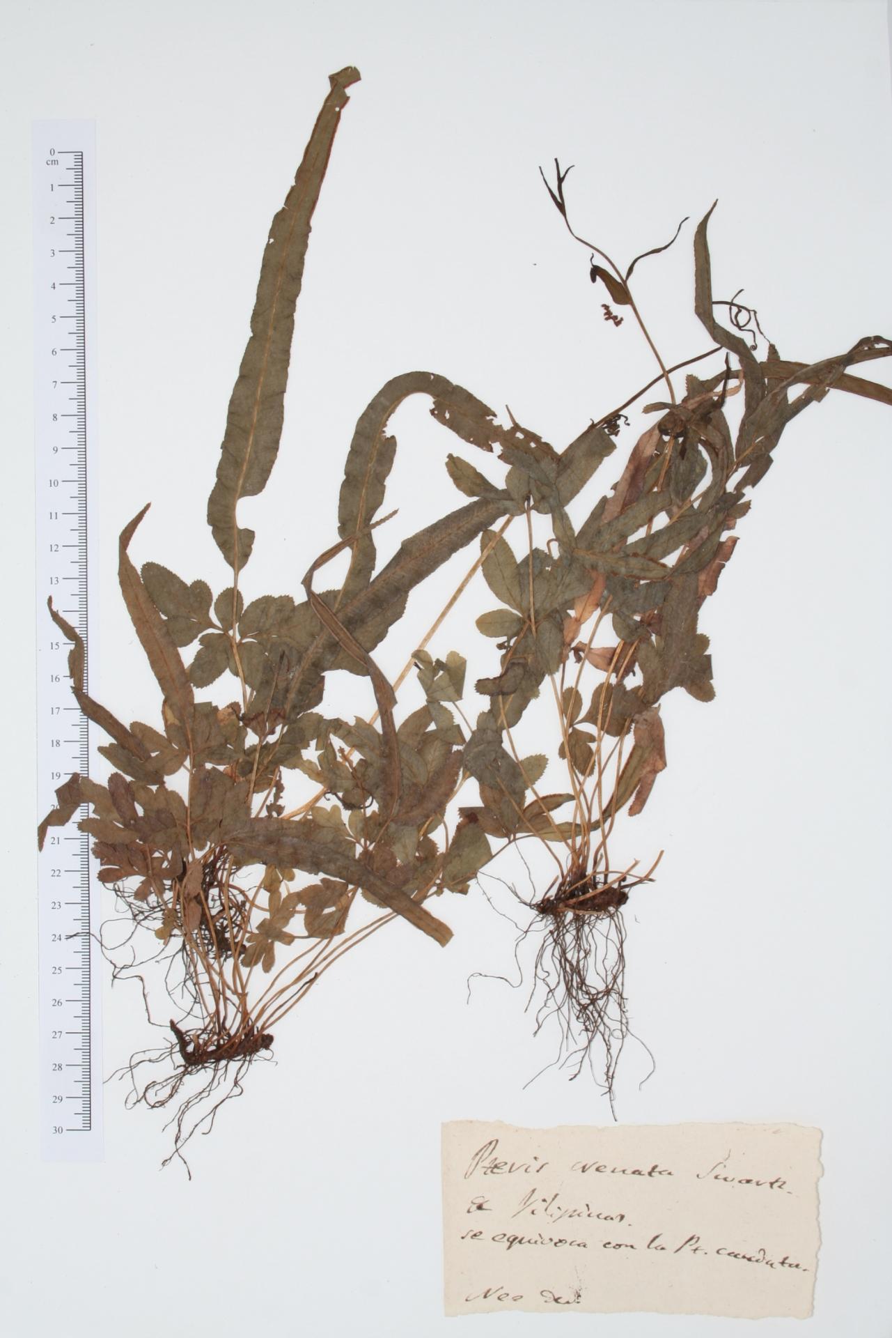 Pteris crenata Sw.