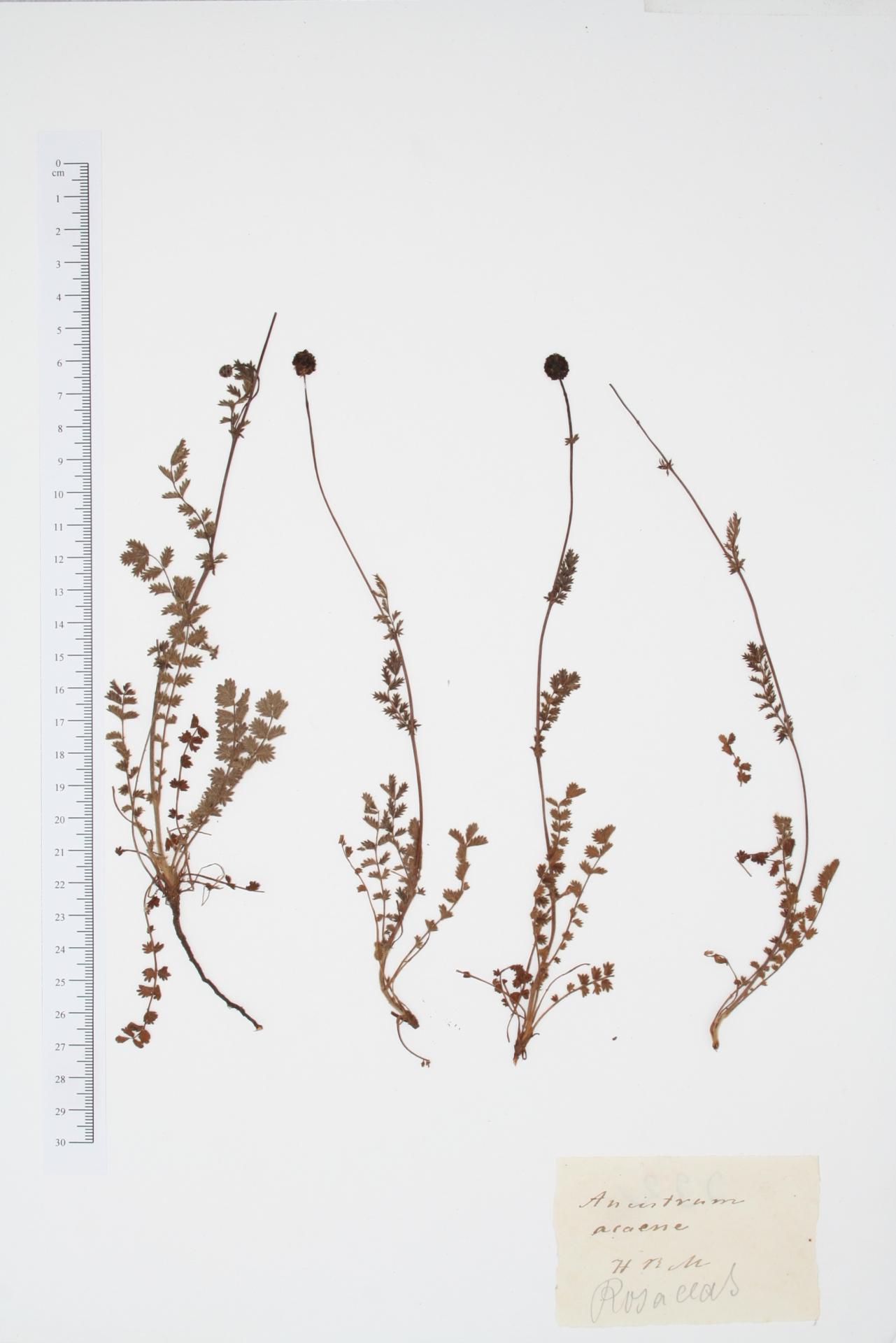 Ancistrum acaena Lag.
