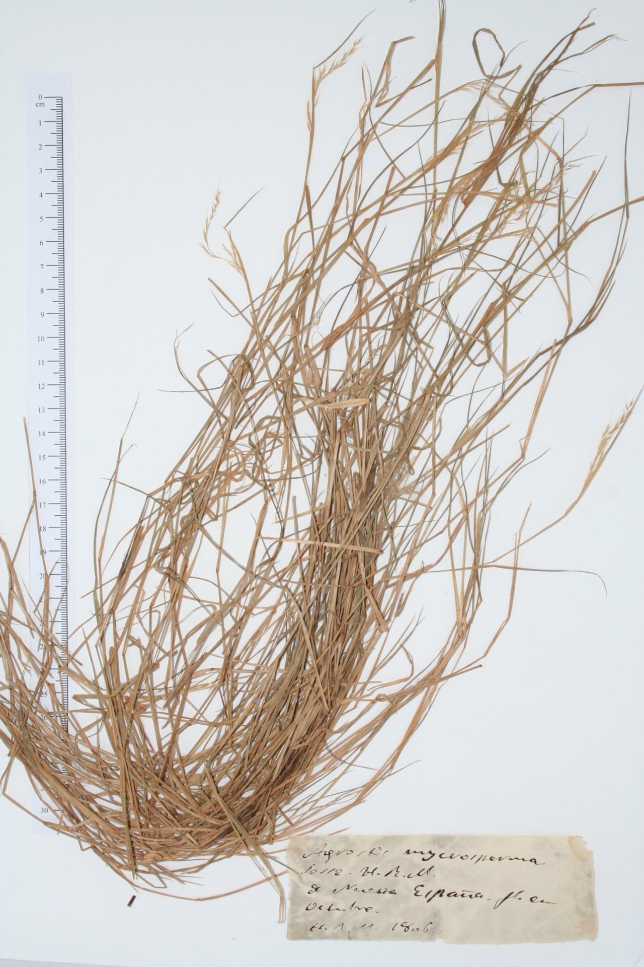 Agrostis microsperma Lag.