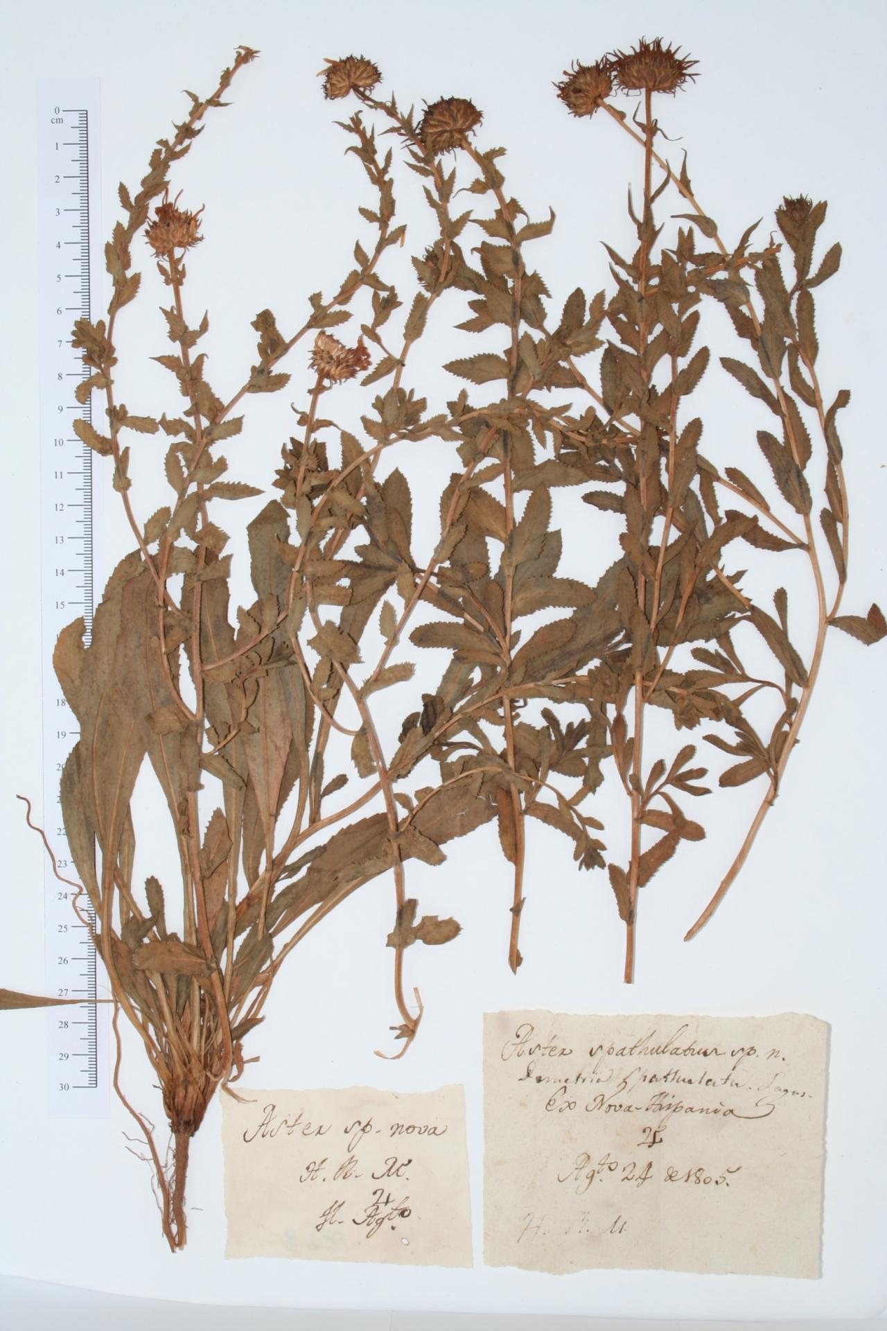 Aster spathulatus H. R. Matrit.
