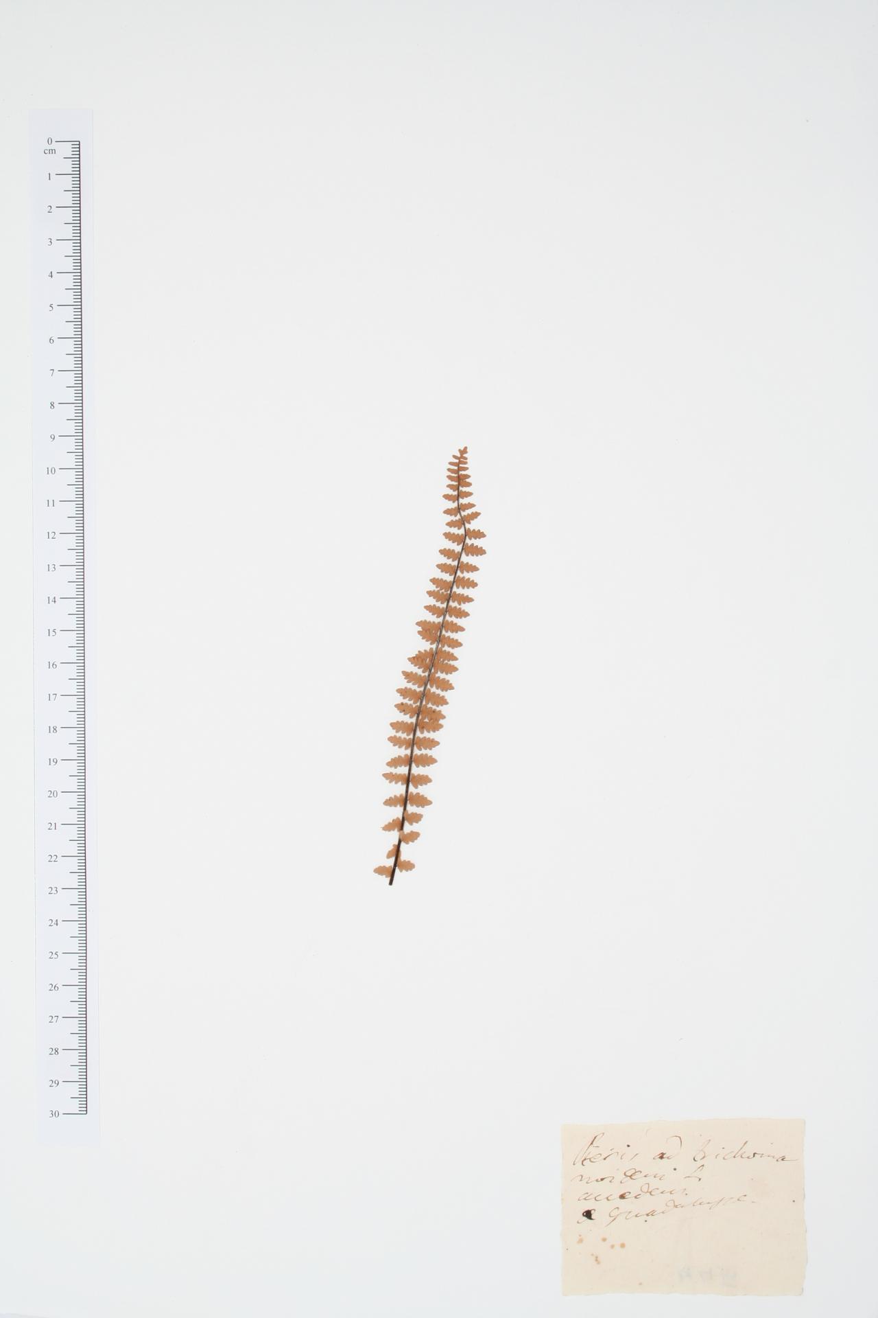 Pteris trichomanoides L.
