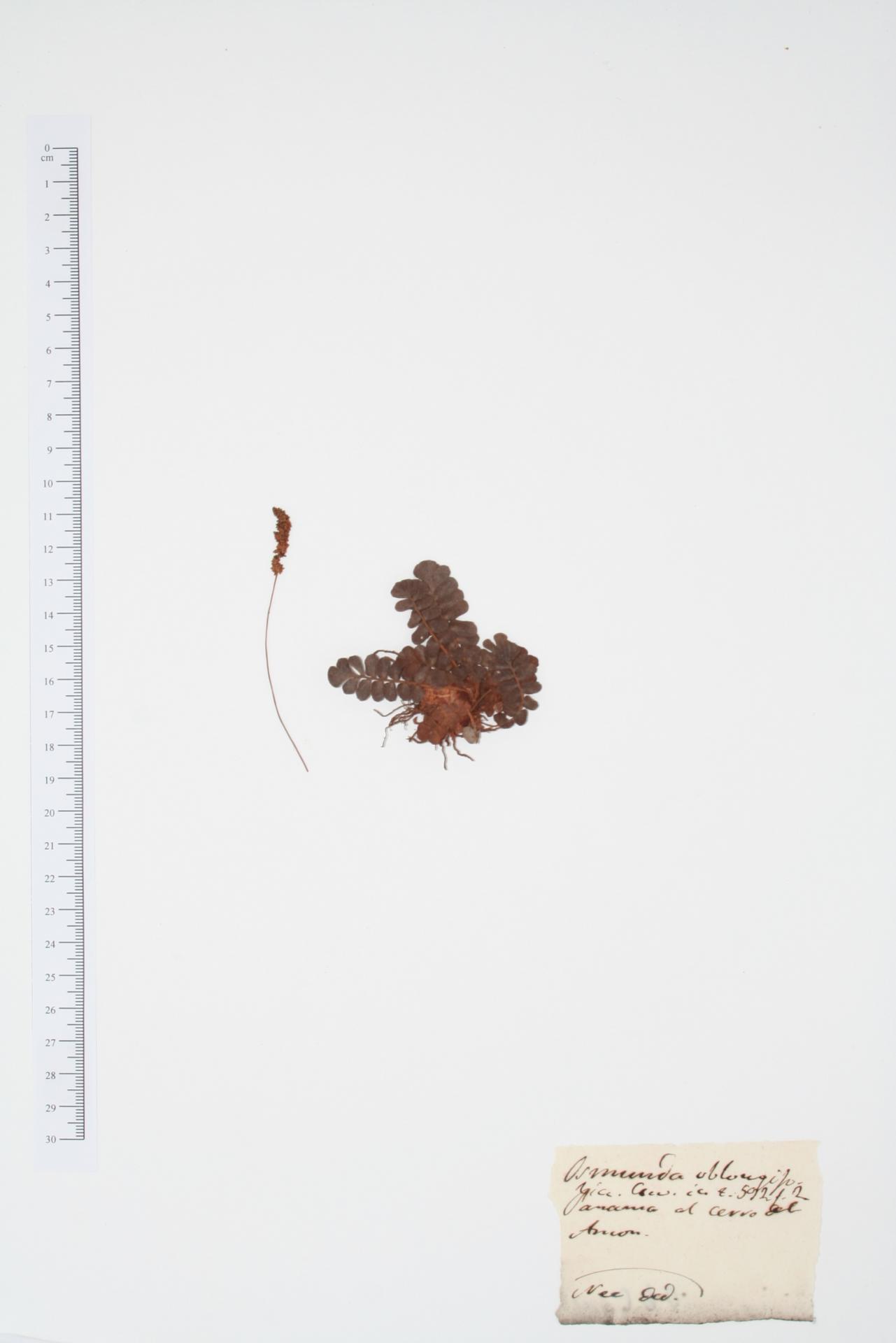 Osmunda oblongifolia Cav.