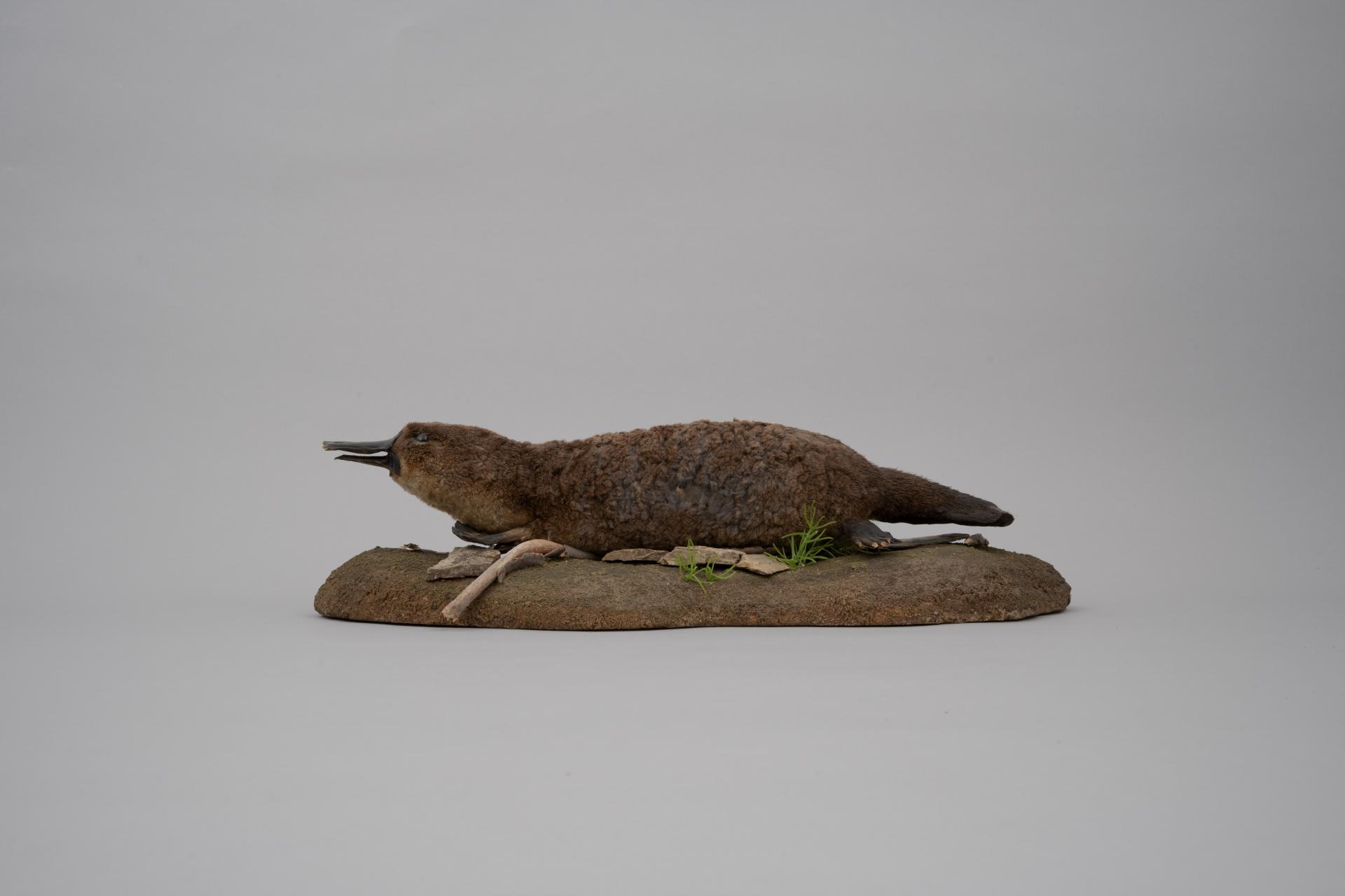 Ornithorhynchus anatinus