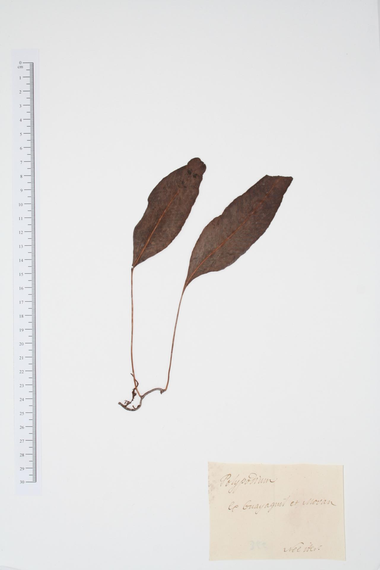 Polypodium ssp.