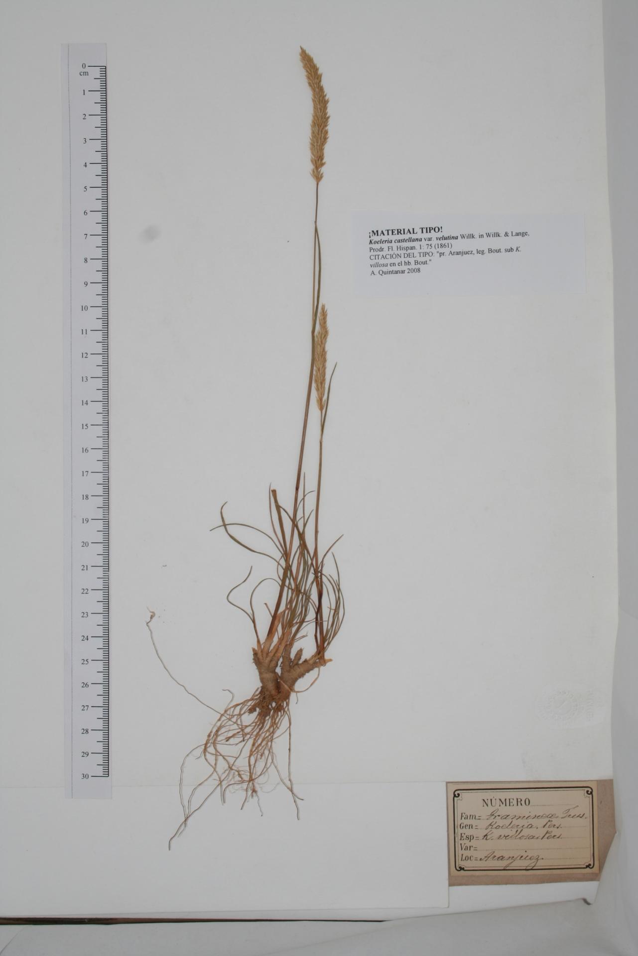 Koeleria villosa Pers.