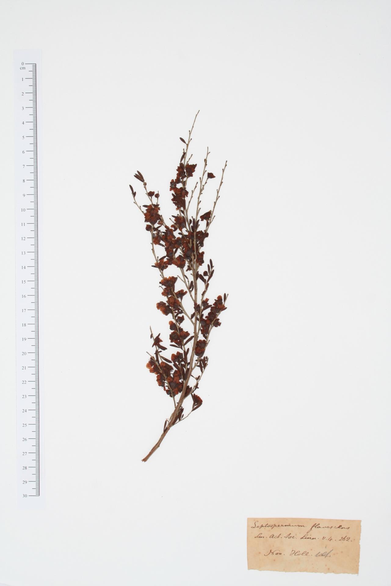 Leptospermum flavescens Sm.
