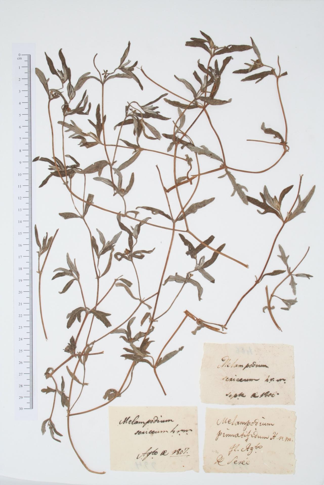 Melampodium sericeum Lag.