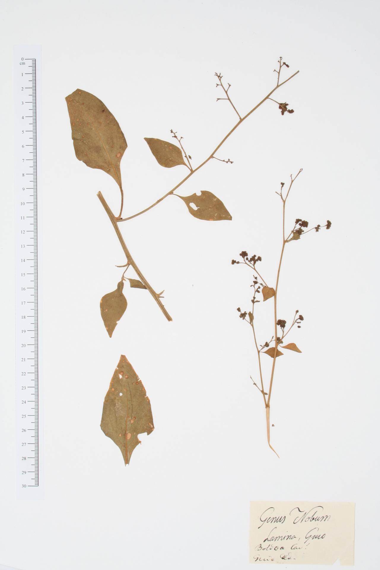 Boldoa purpurascens Cav.