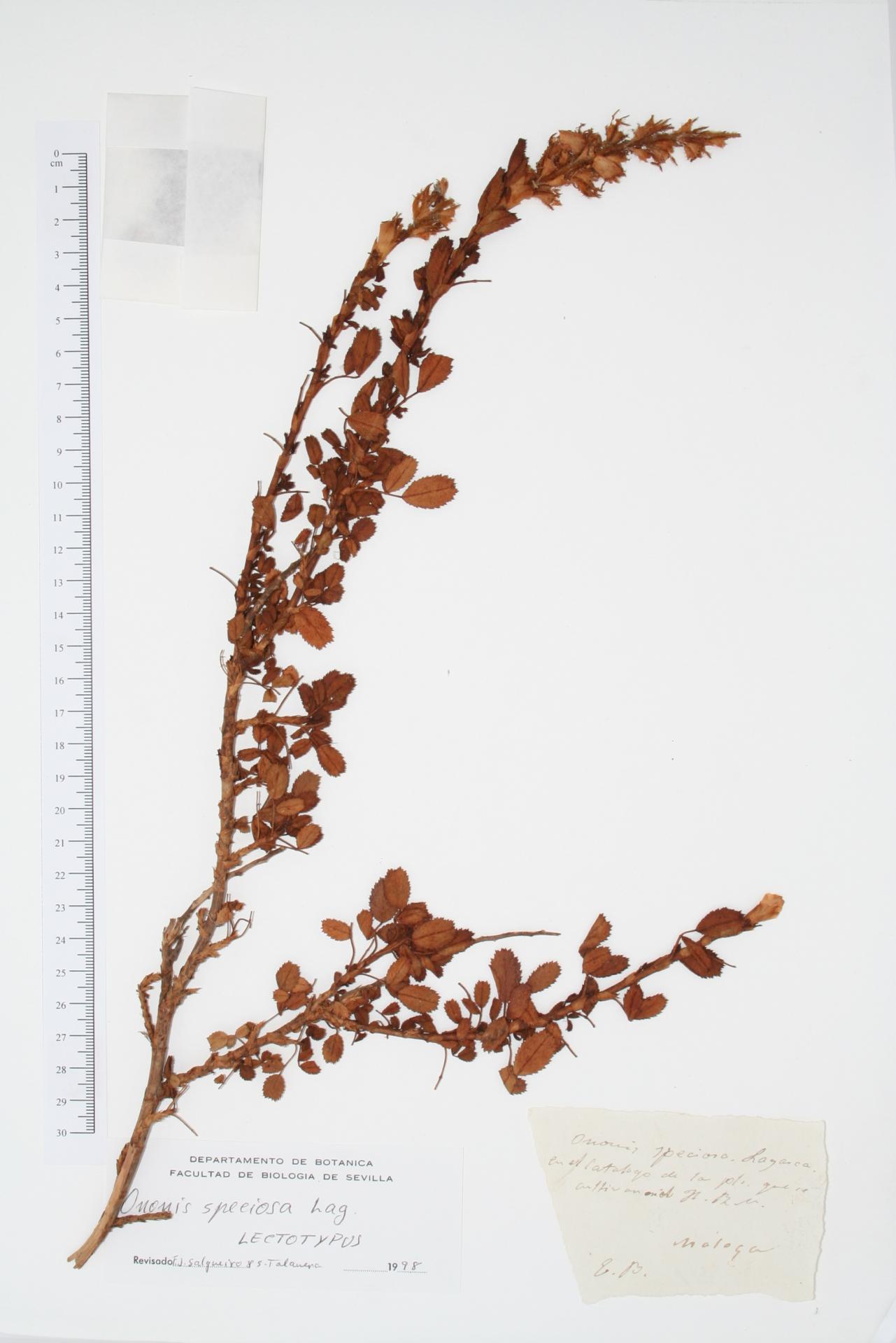 Ononis speciosa Lag.