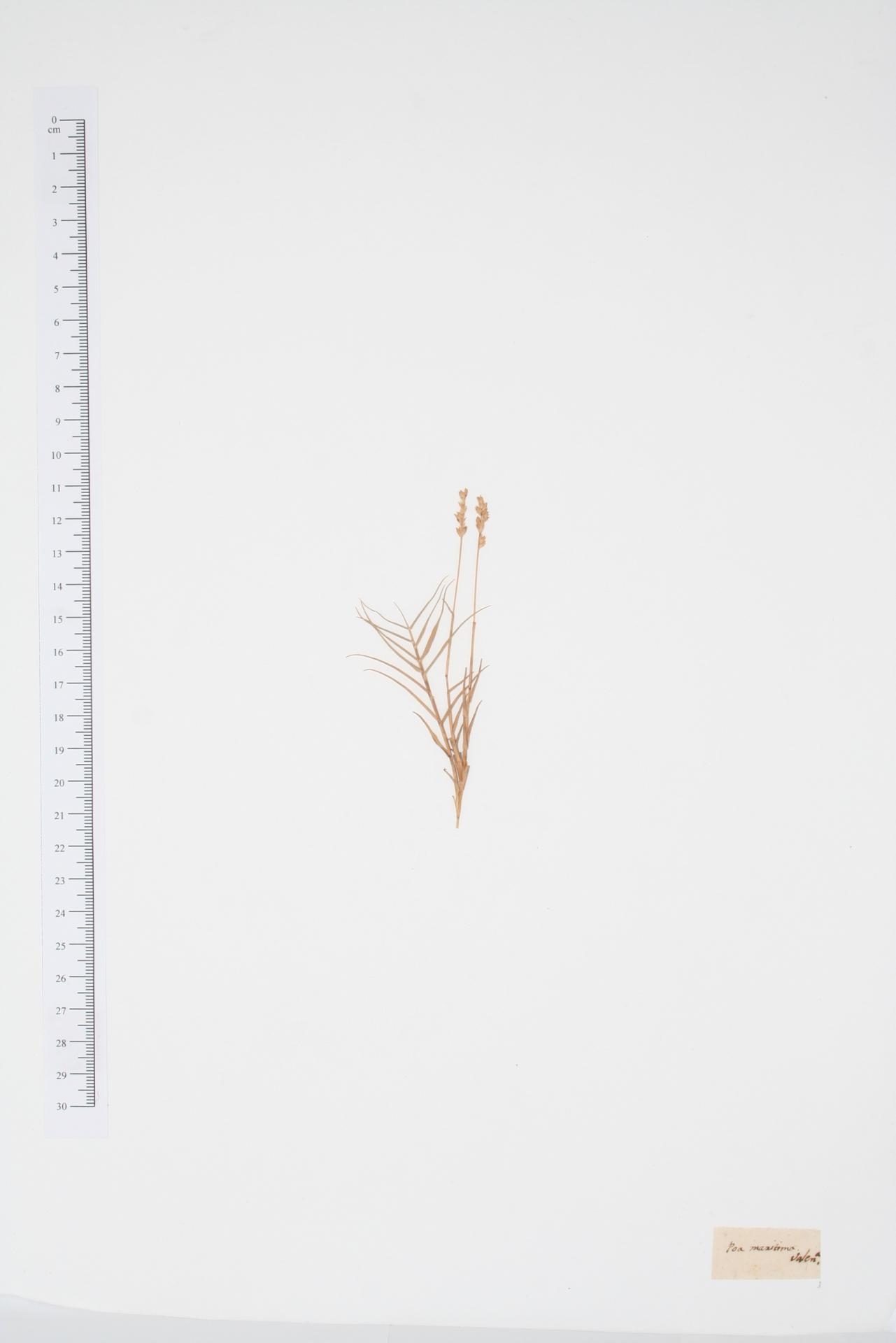 Poa maritima Cav.