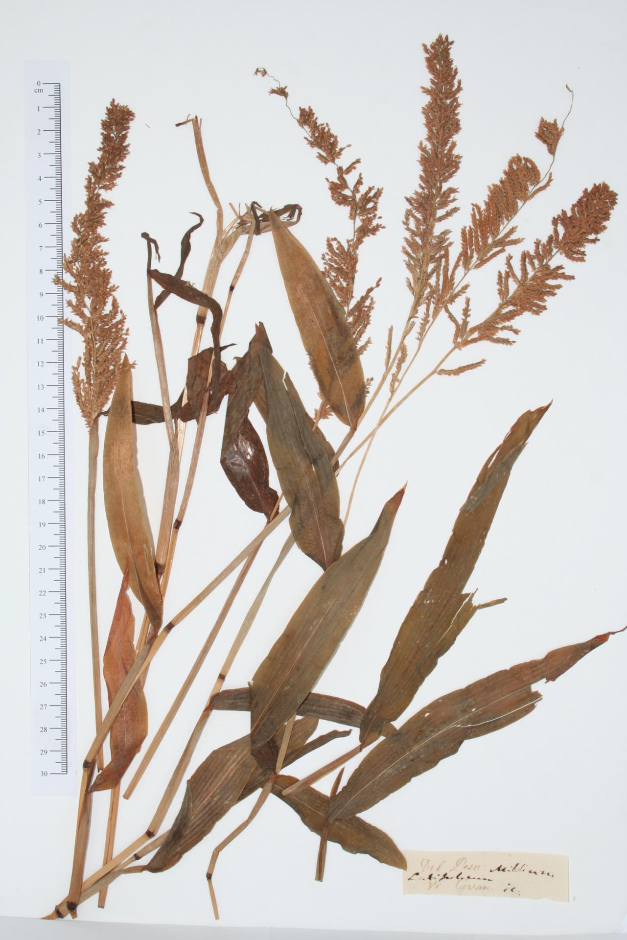 Milium latifolium Cav.