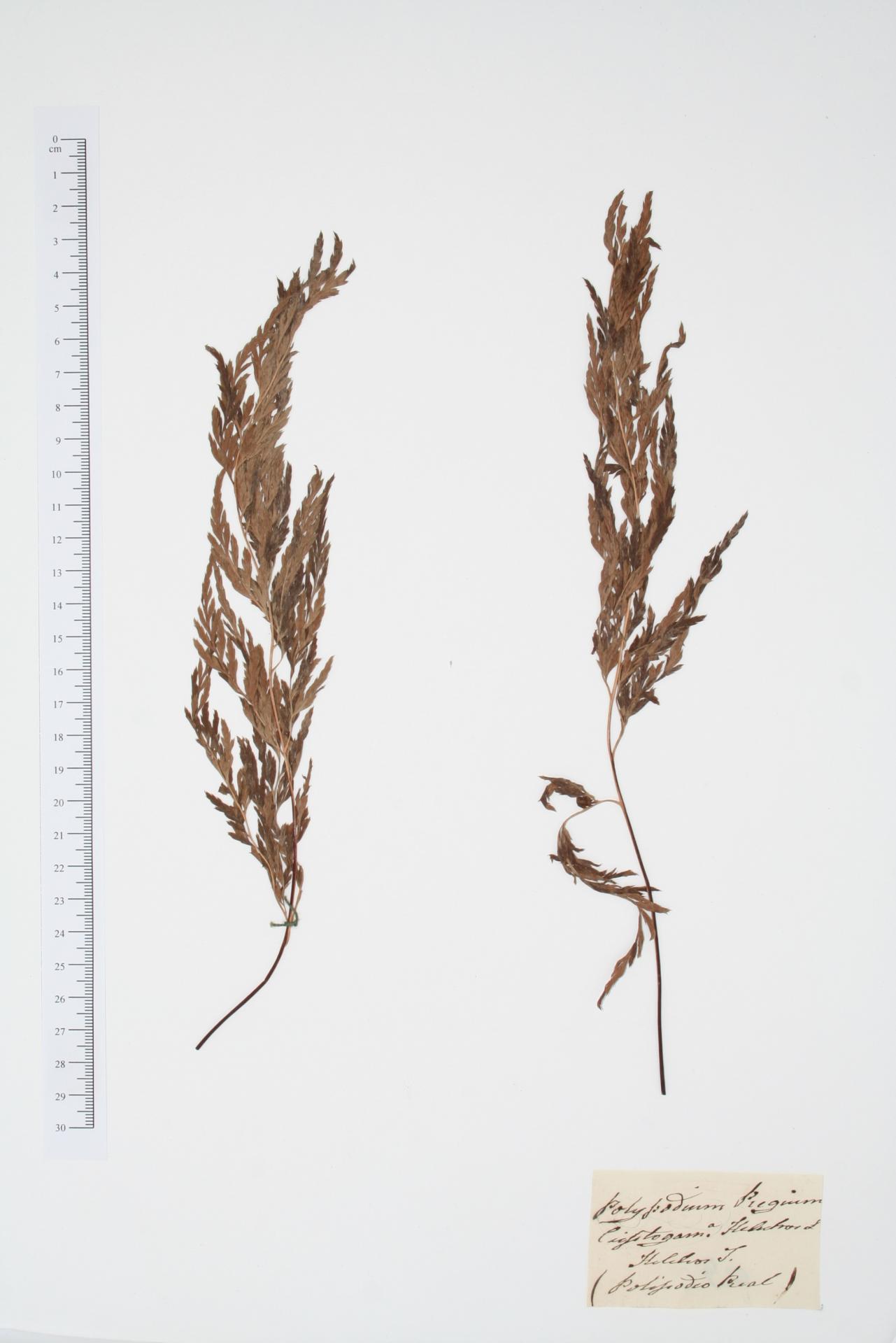 Polypodium regium L.