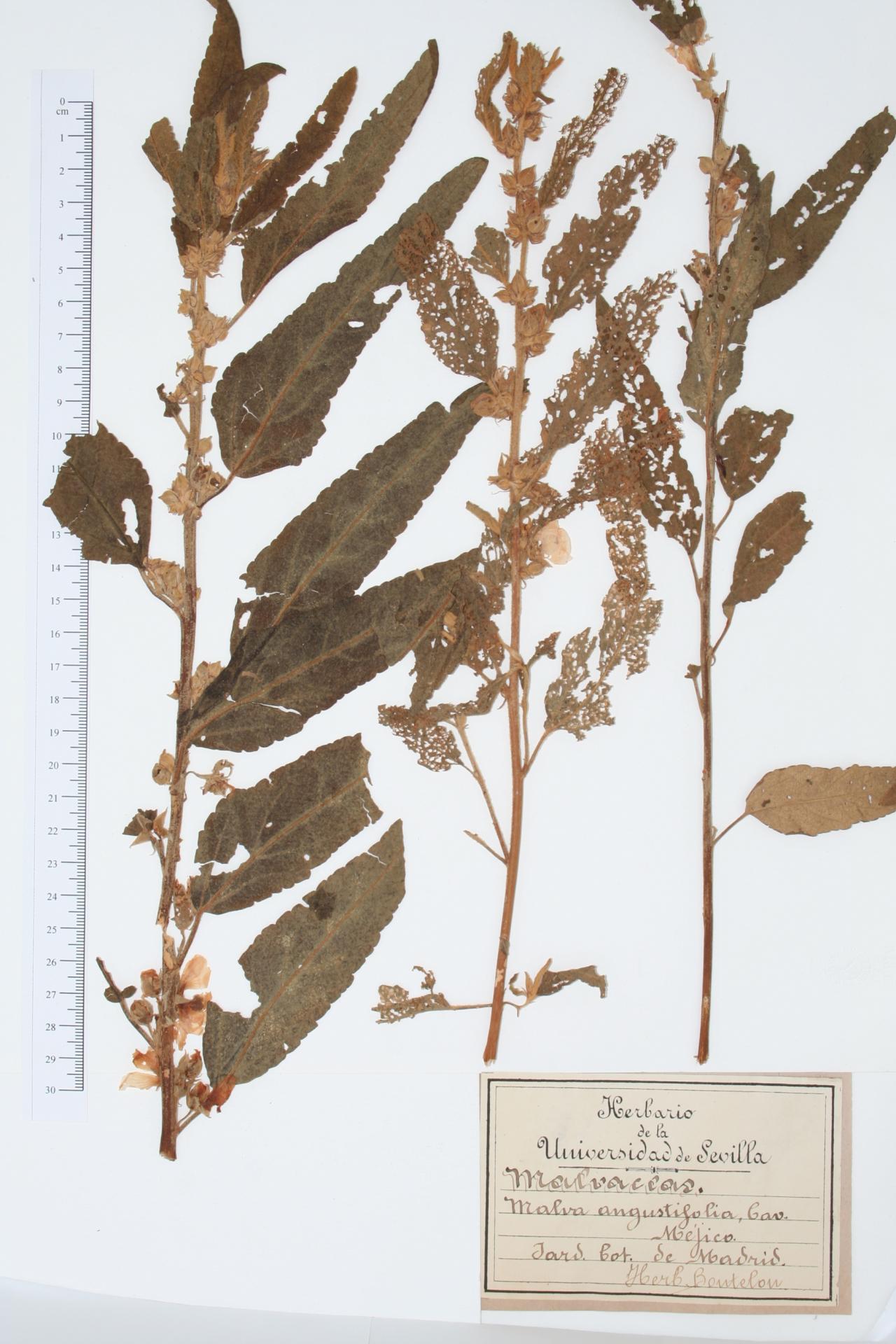 Malva angustifolia Cav.