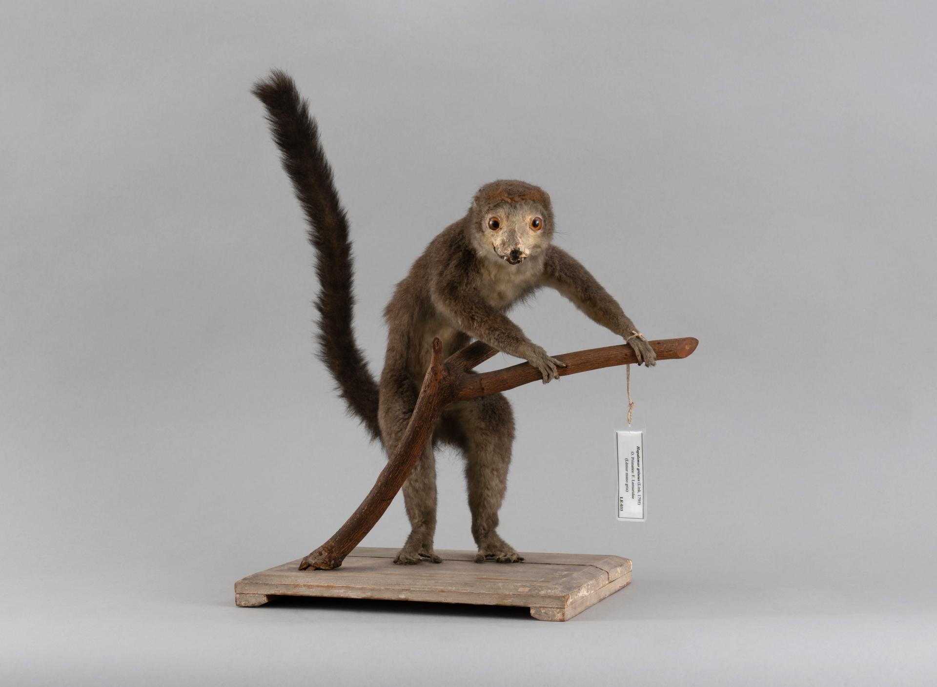 Hapalemur griseus