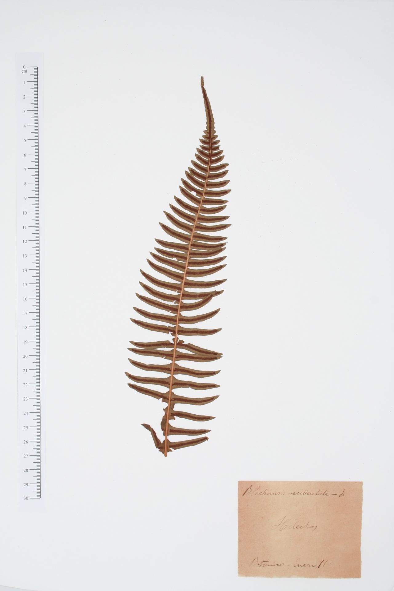 Blechnum occidentale L.