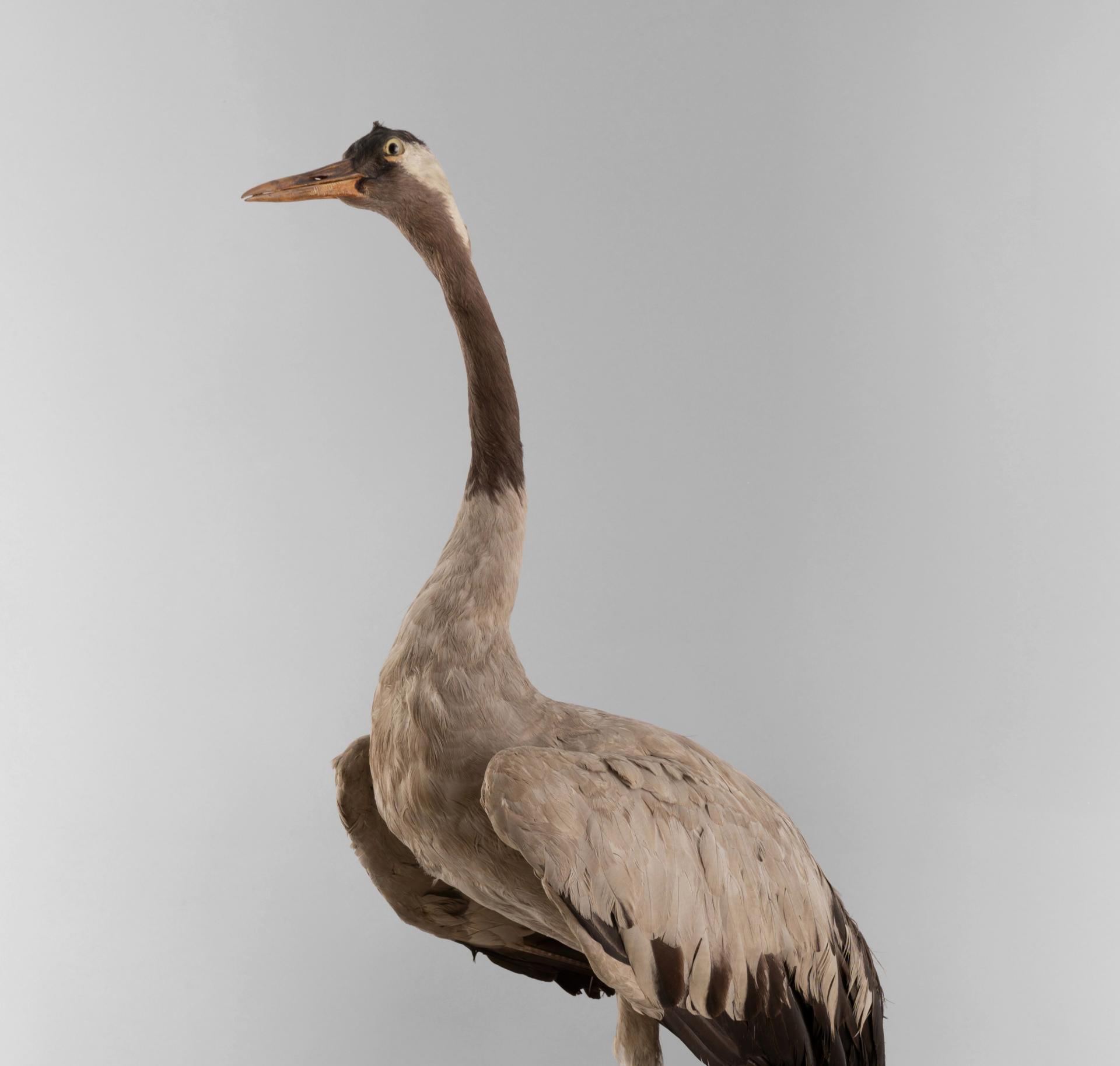 Grus grus