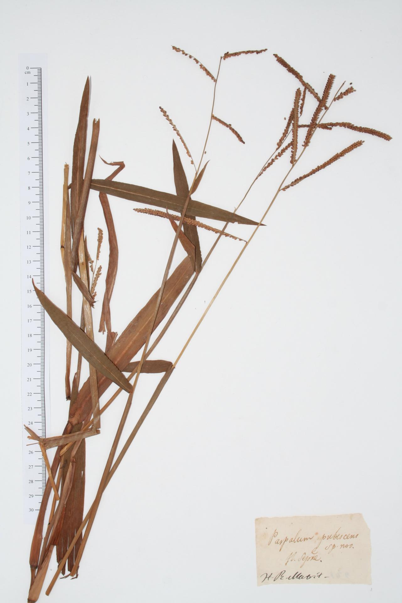Paspalum pubescens Lag.